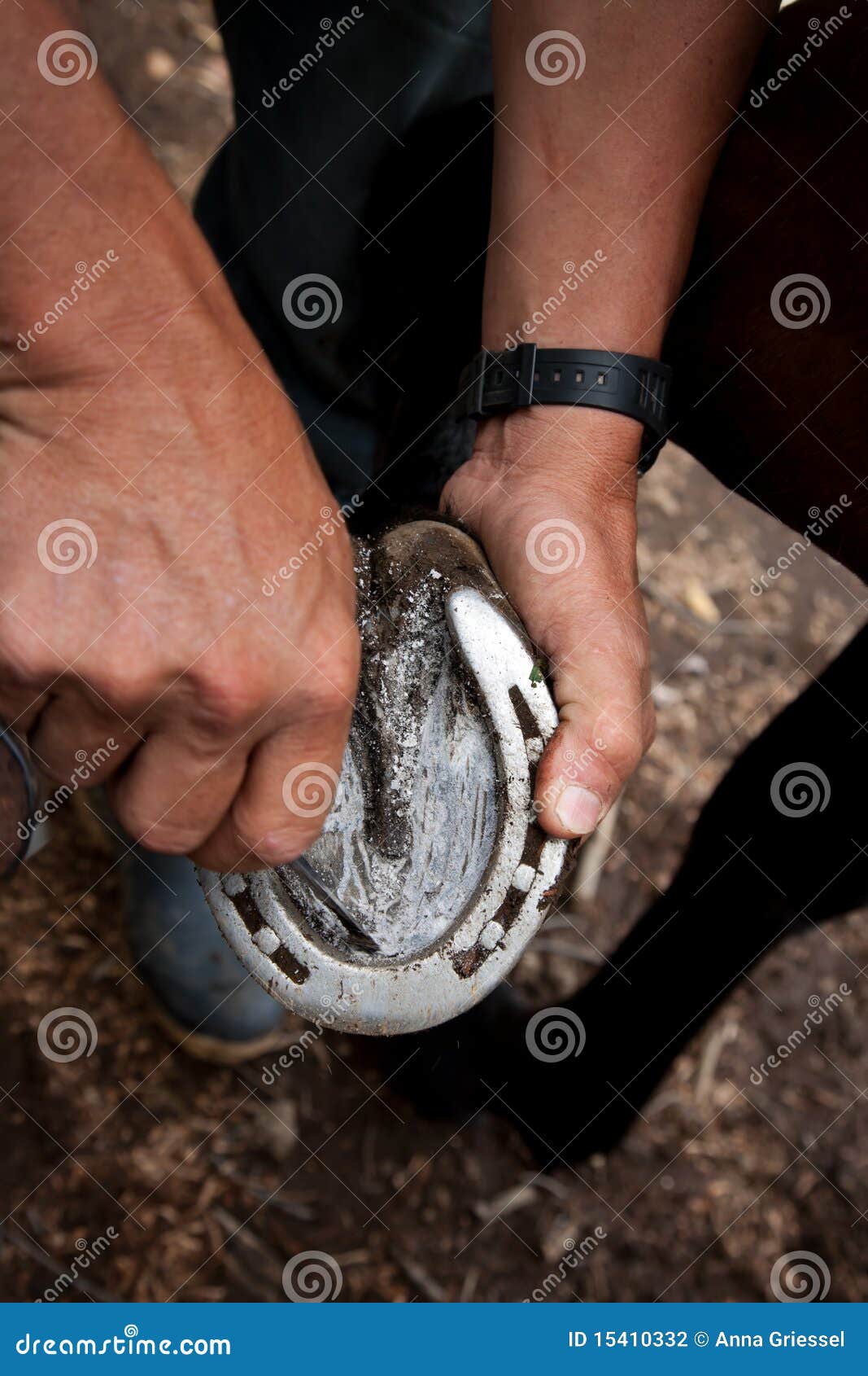 Close Up of a Man Cleaning a Horseshoe Stock Photo Image of animal