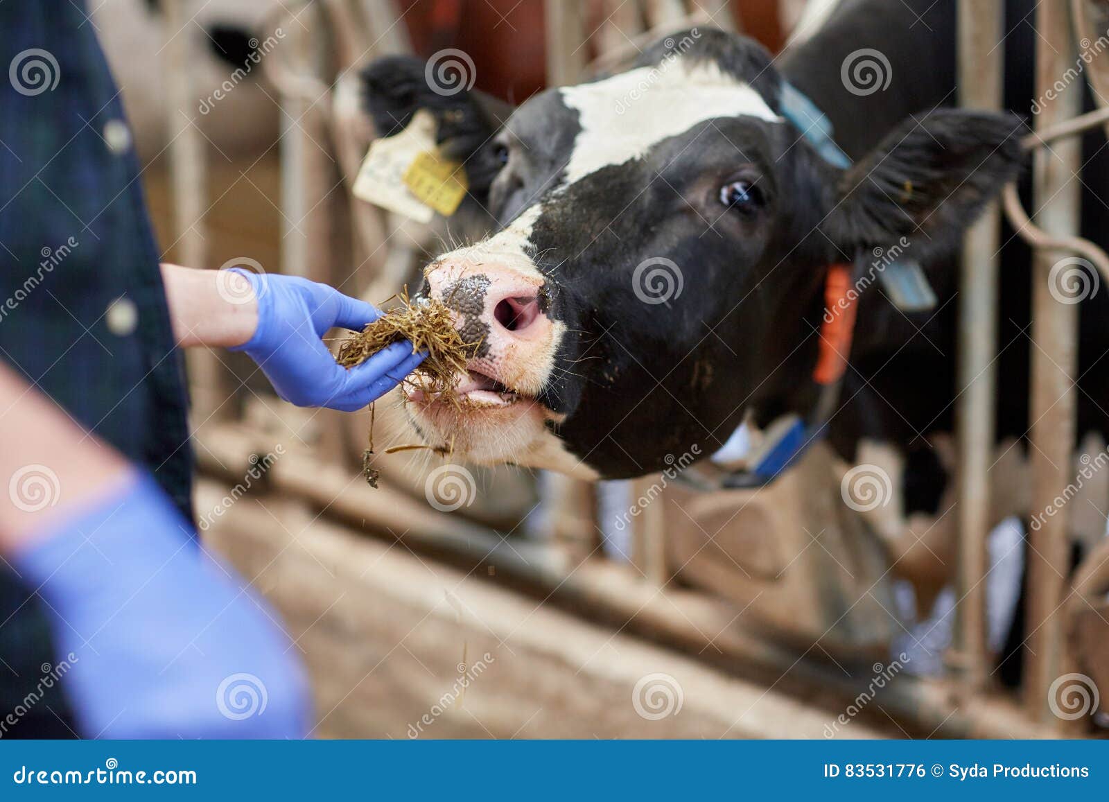 Close Up of Man Feeding Cow with Hay on Dairy Farm Stock Photo - Image of  industry, domestic: 83531776