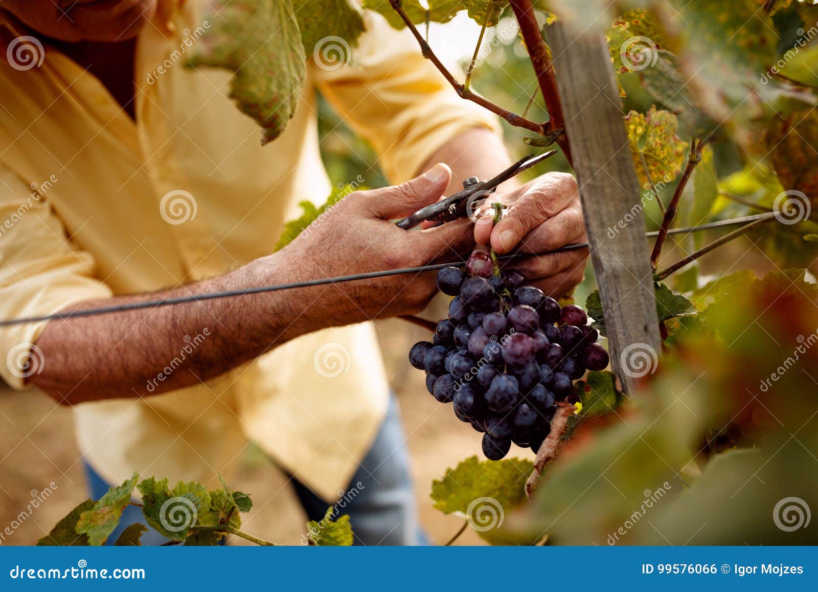 close-up man picking red wine grapes on vine