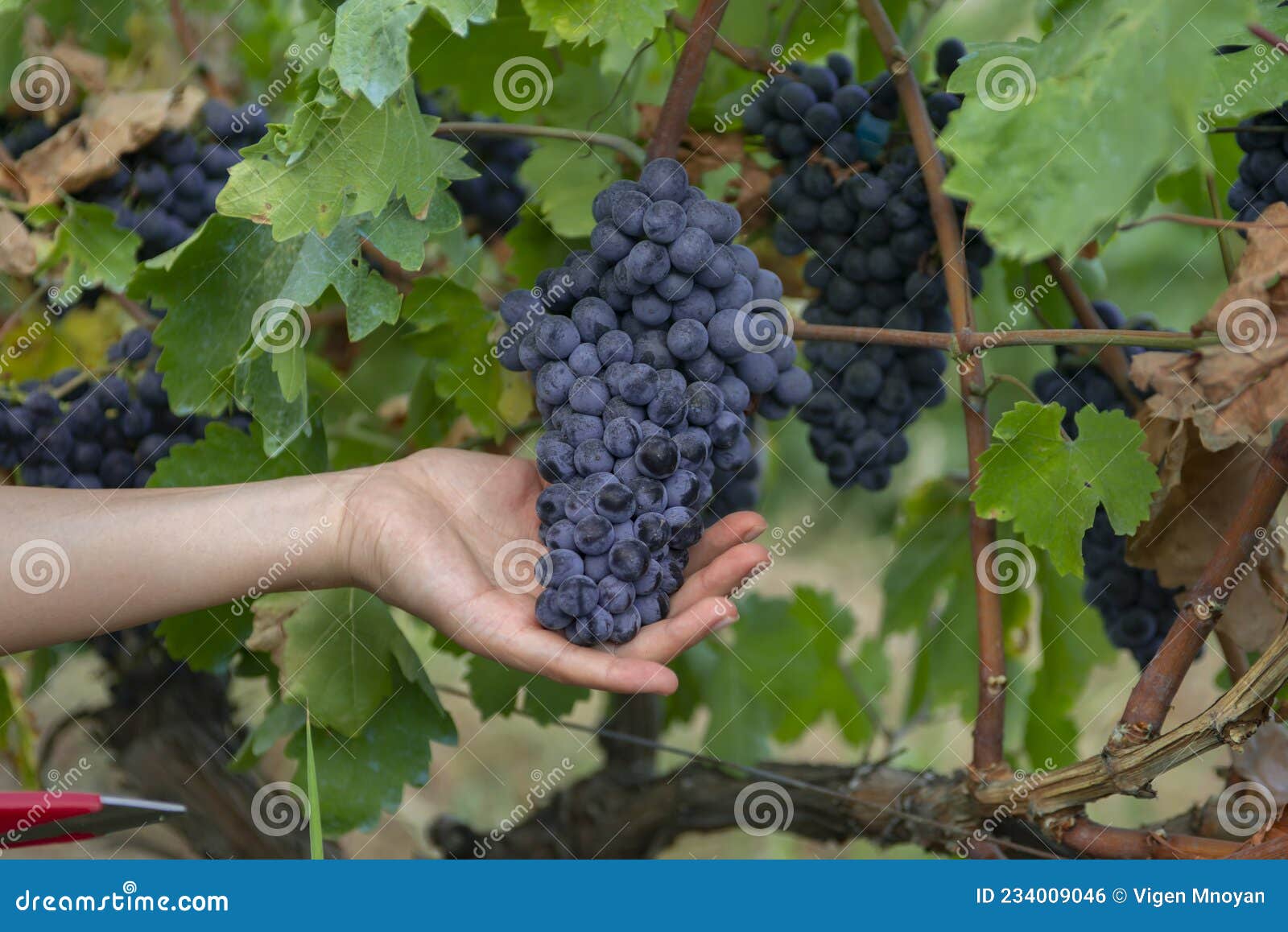 fields vineyards ripen grapes for wine