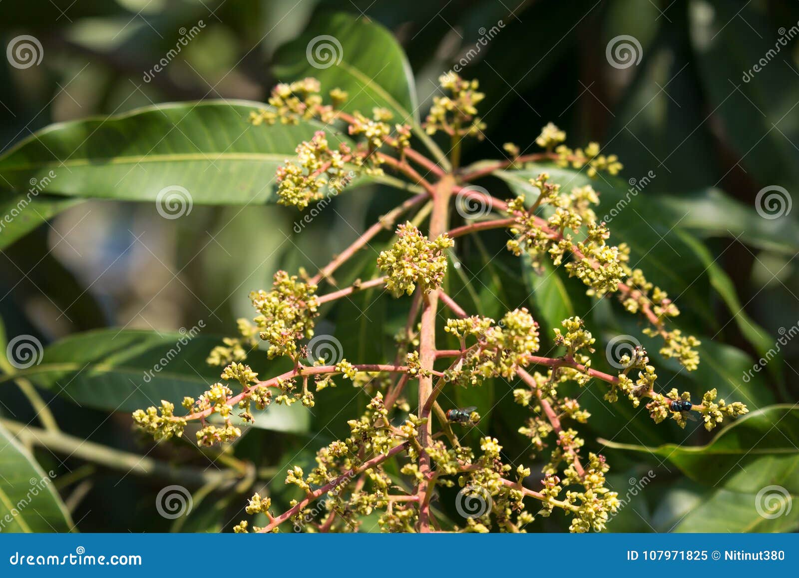 Mango Tree Blossoms of Mango Flower Stock Image Image of small