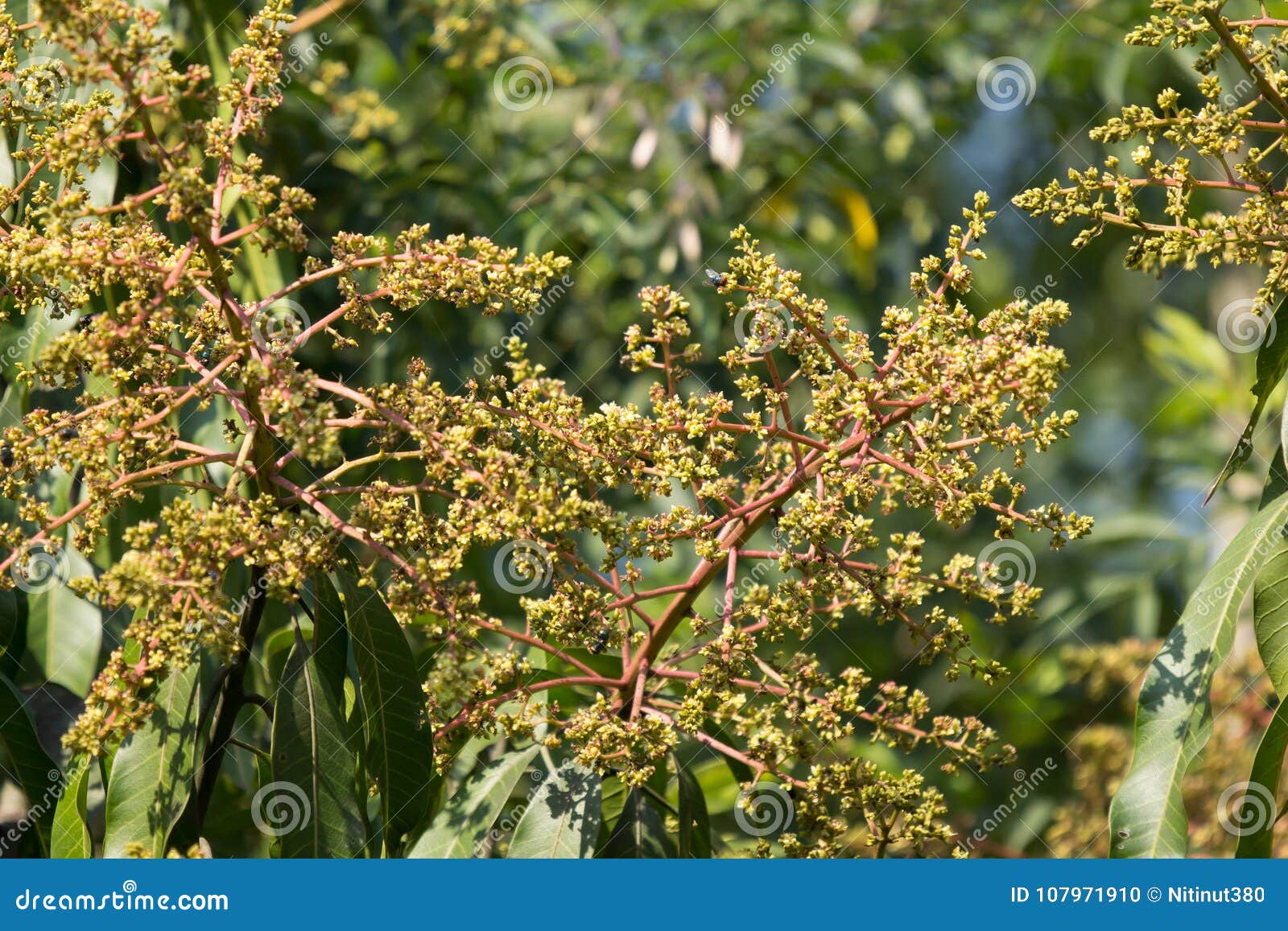 Mango Tree Blossoms of Mango Flower Stock Photo Image of food, mango