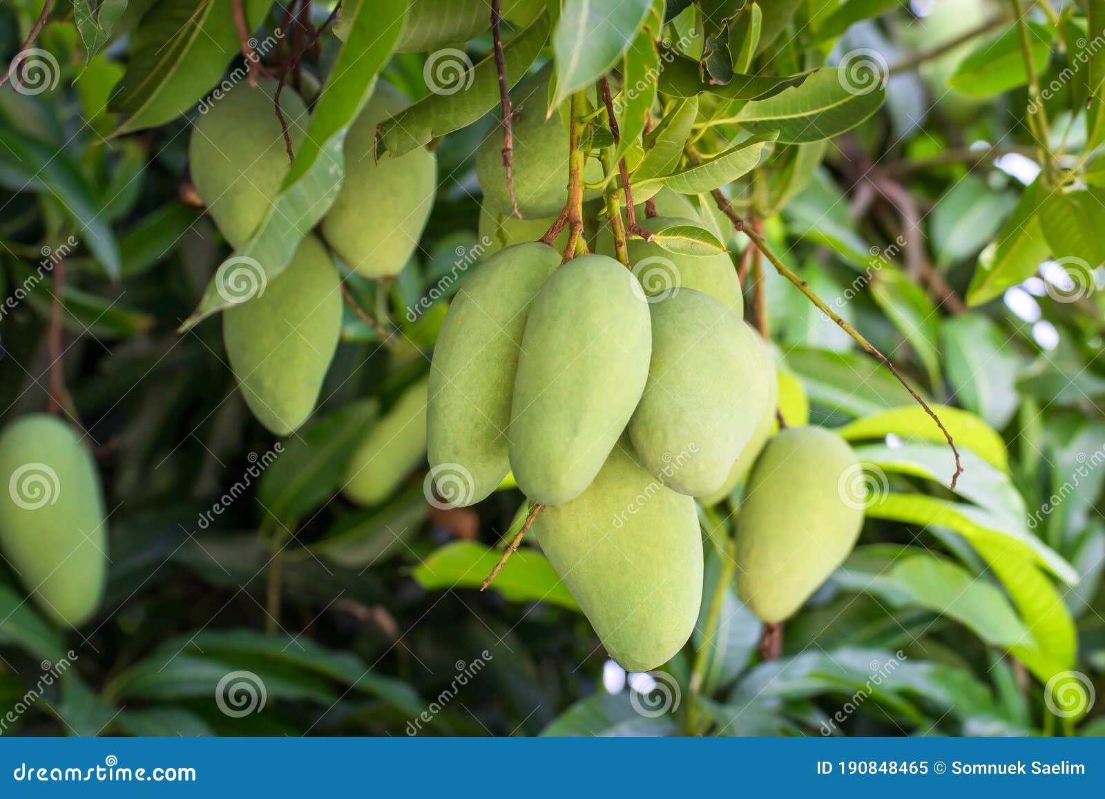 Close Up of Mangoes on a Mango Tree in Plantation,Green Mangoes on the Tree Stock Image Image