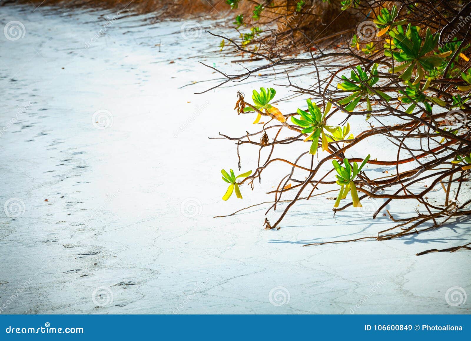 close up of mangroves beach at maldives island fulhadhoo with white sandy beach and sea and curve palm