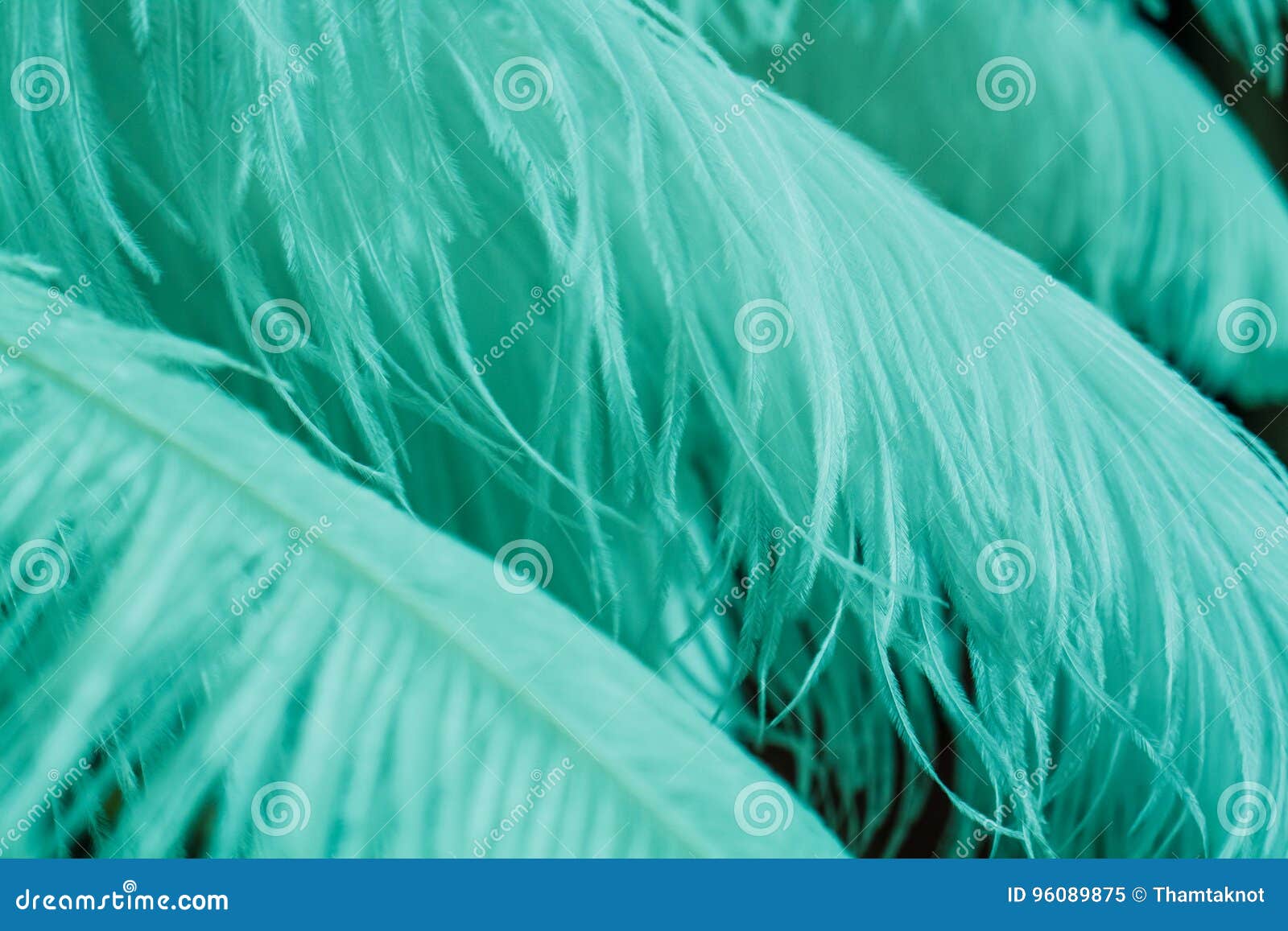 Close Up of Many Soft Blue Mint Feathers Stock Image Image of mint