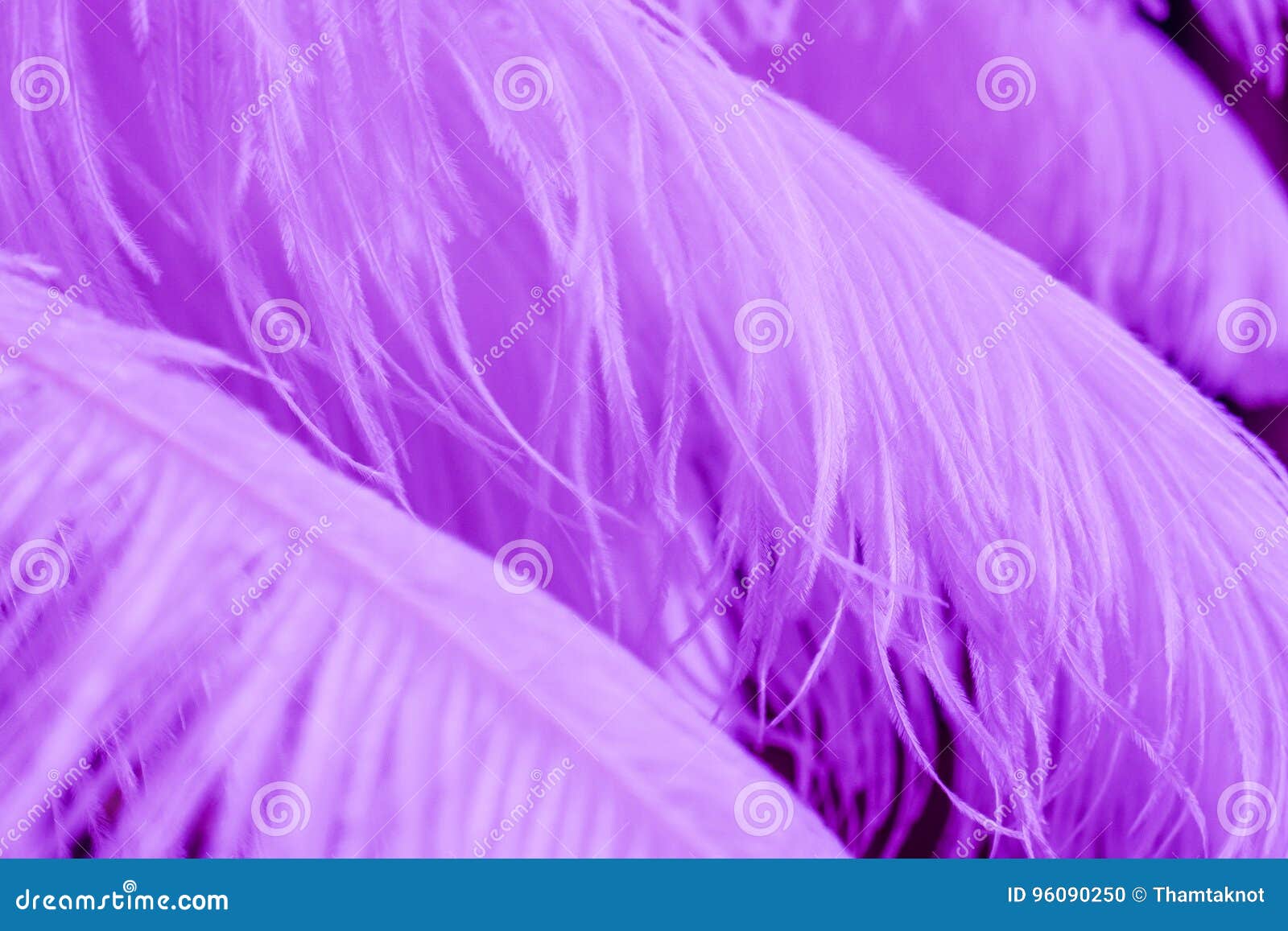 Photo of Purple Feathers · Free Stock Photo
