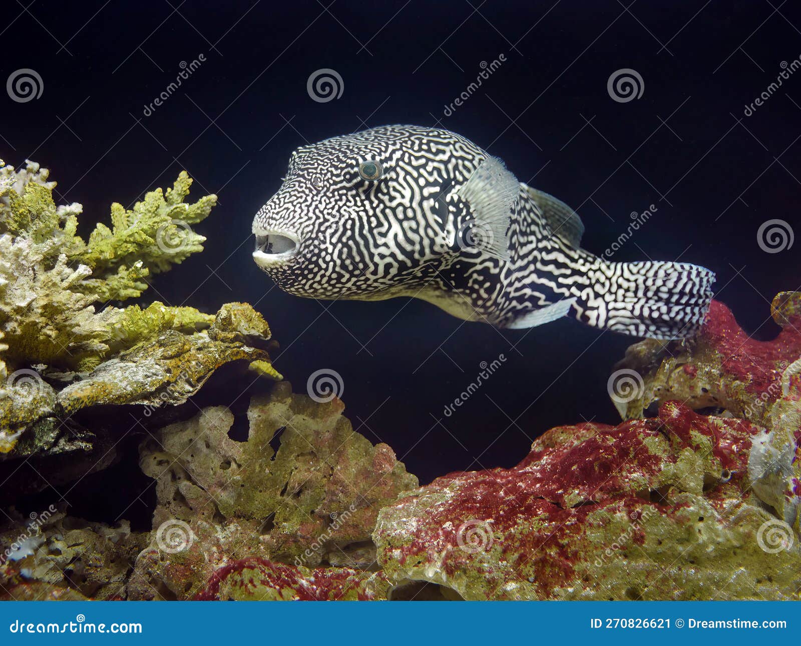 close up a map puffer fish with black and white pattern, underwater with corals ans stone background, arothron mappa