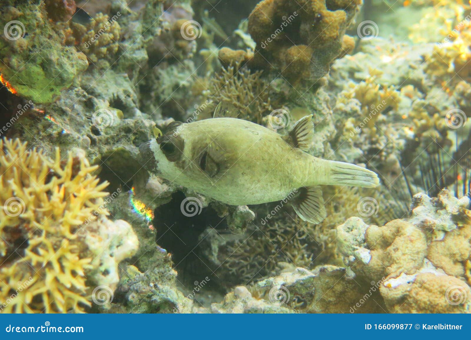 Close-up Masked Pufferfish Close To a Hard Coral. Pufferfish Swimming ...