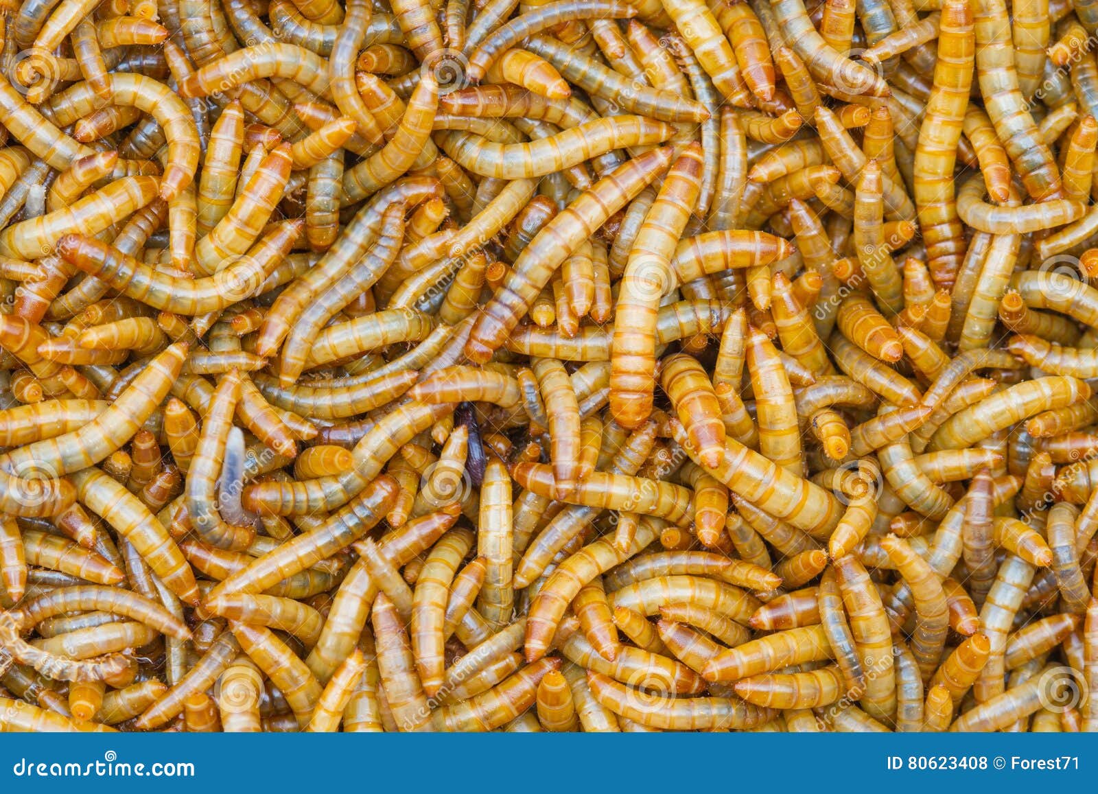 Close up Meal worms stock photo. Image of insect, nature 80623408