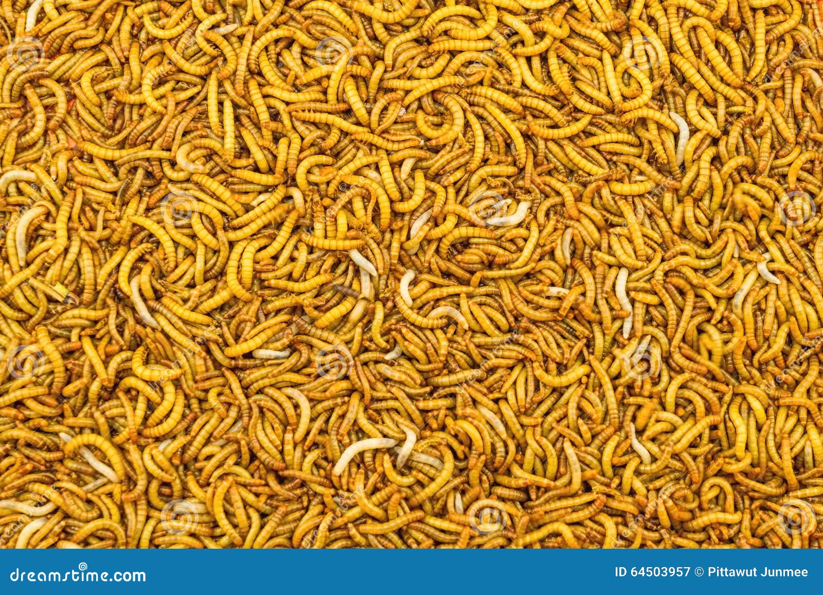 Close Up Mealworm Larvae For Feeding Animal.ex.birds ,fish,repptiles