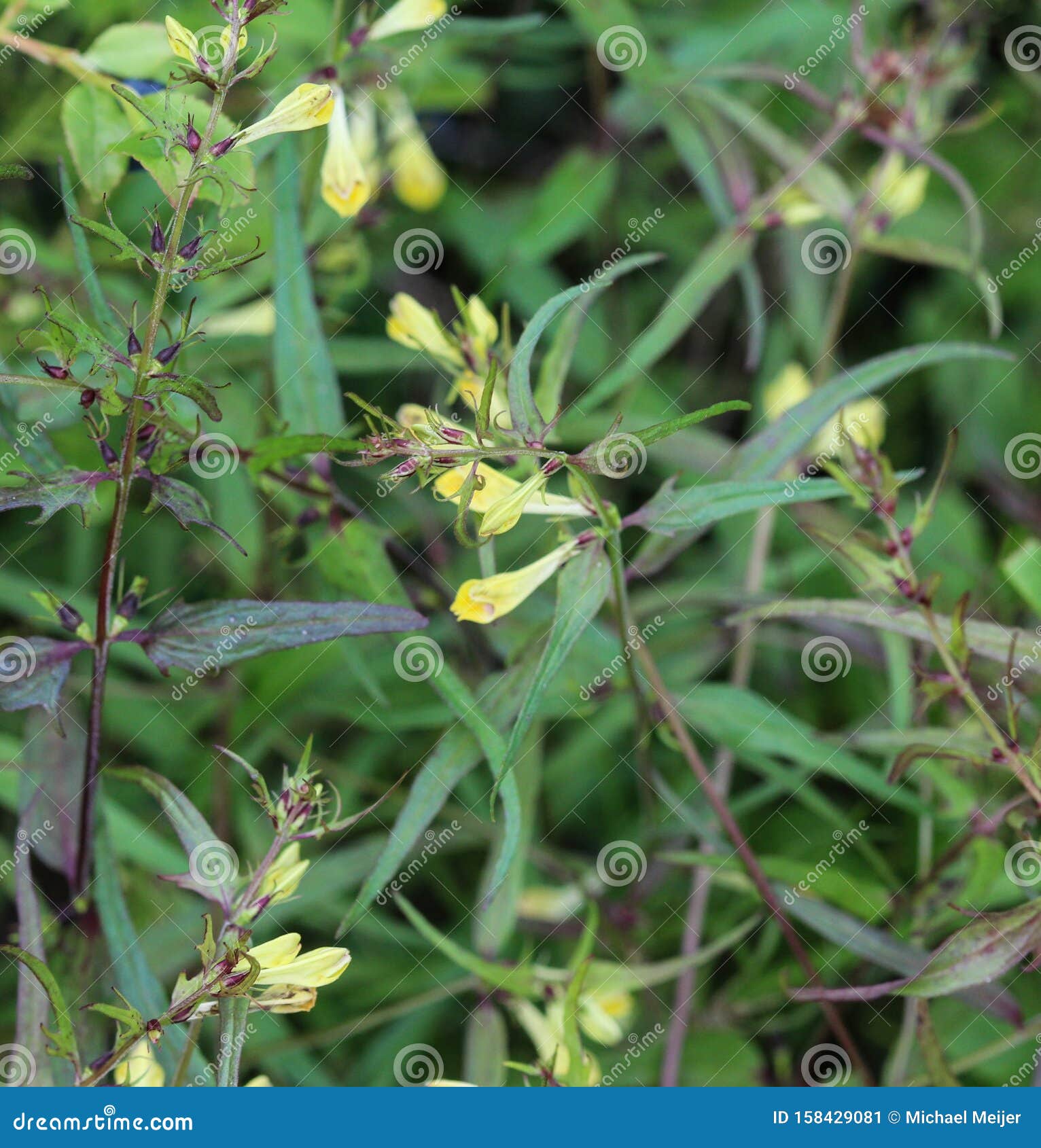 melampyrum lineare, commonly called the narrowleaf cow wheat flower