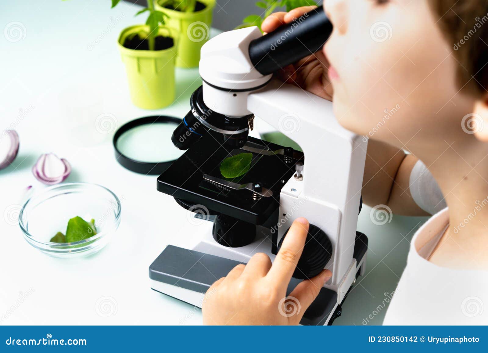 Closeup Microscope and Plant Study, Increasing and Studying Nature