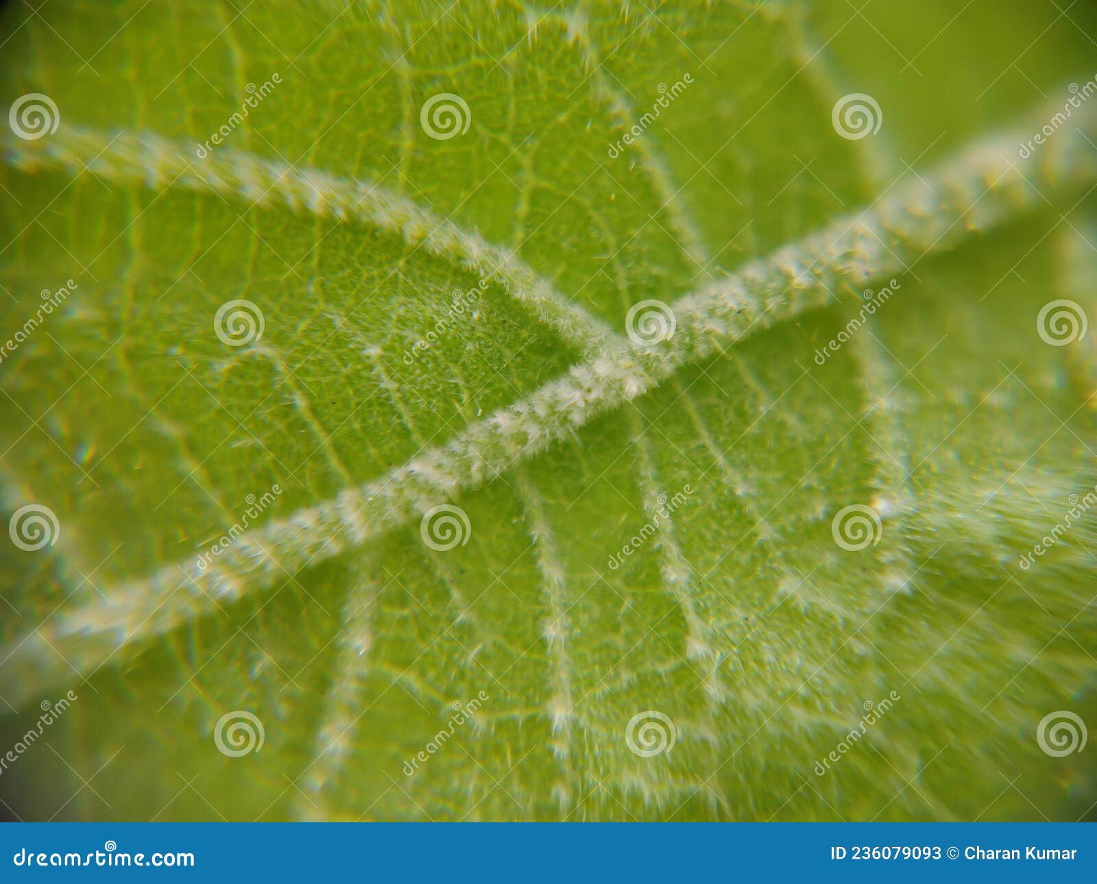 Midrib of a Green Leaf Macroscopic Closeup Stock Image Image of