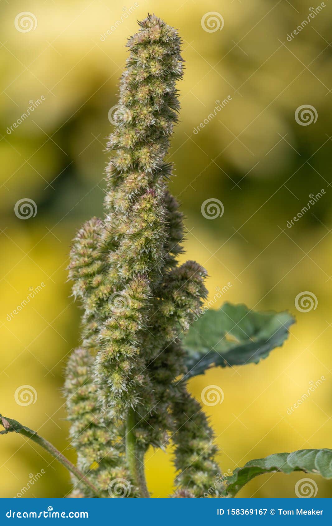 Millet plant stock image. Image of focus, close, detail 158369167