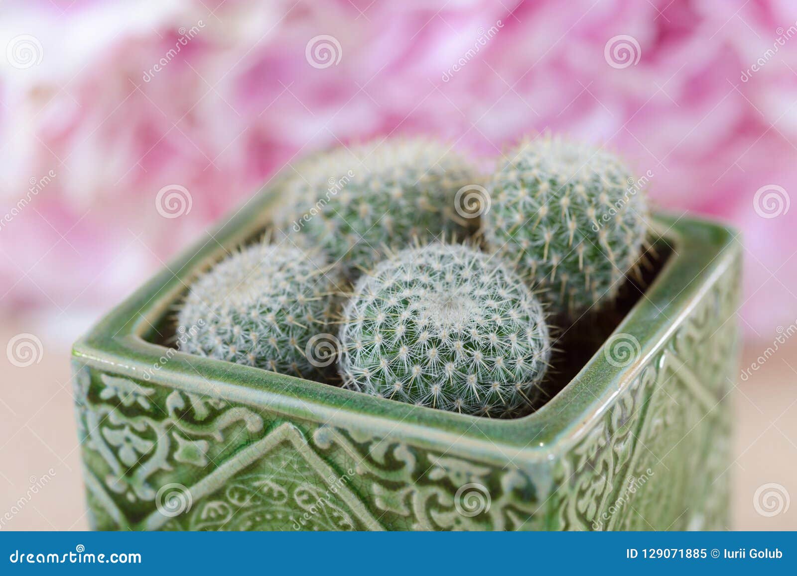 Close Up On Mini Cacti Stock Image Image Of Indoor 129071885