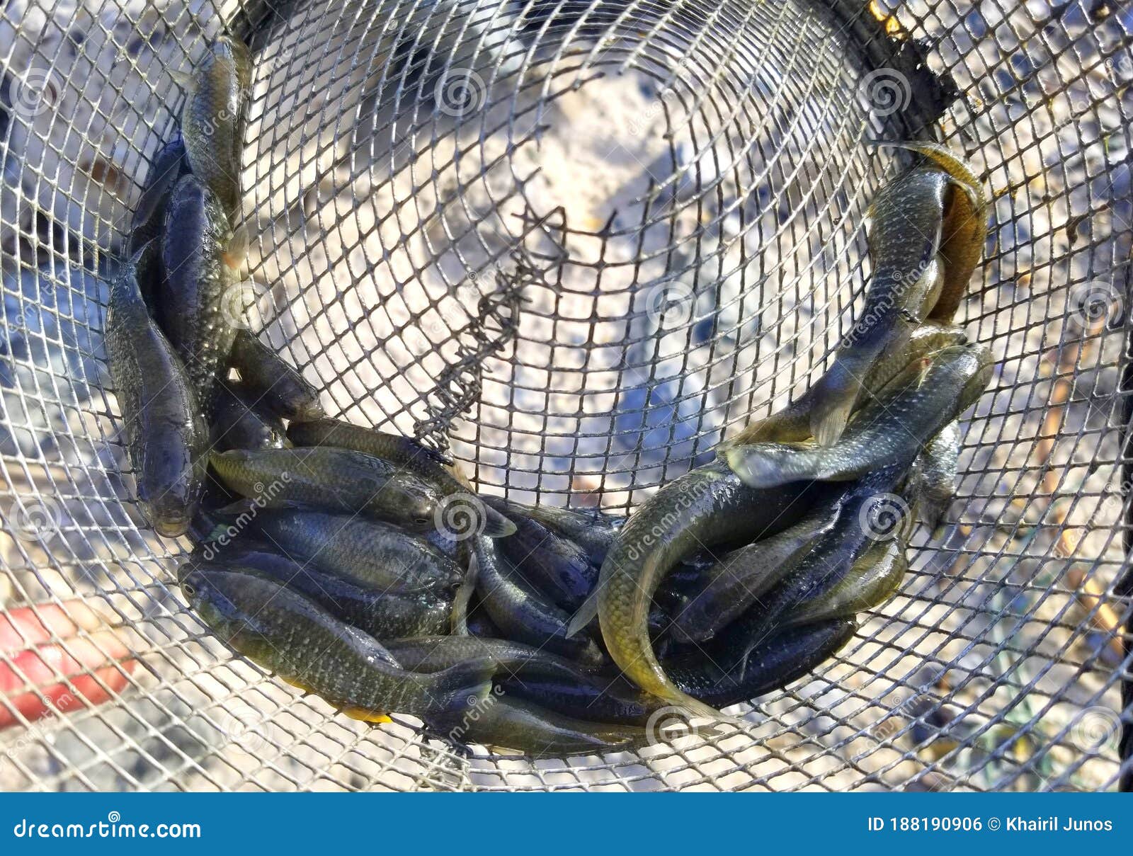 Live Minnows for Fishing Bait Inside a Trap Bucket Stock Photo