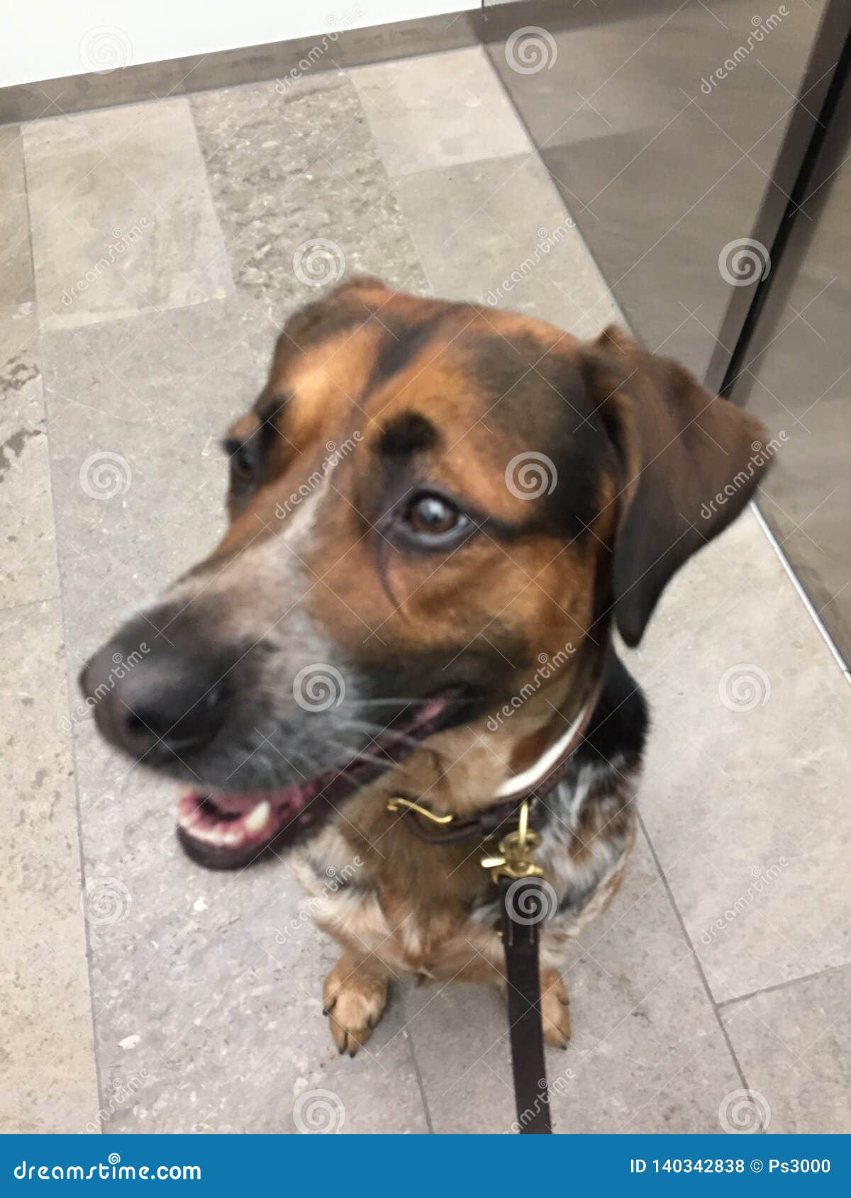 Close Up of Mixed Breed Dog in Elevator Stock Photo Image of meadow