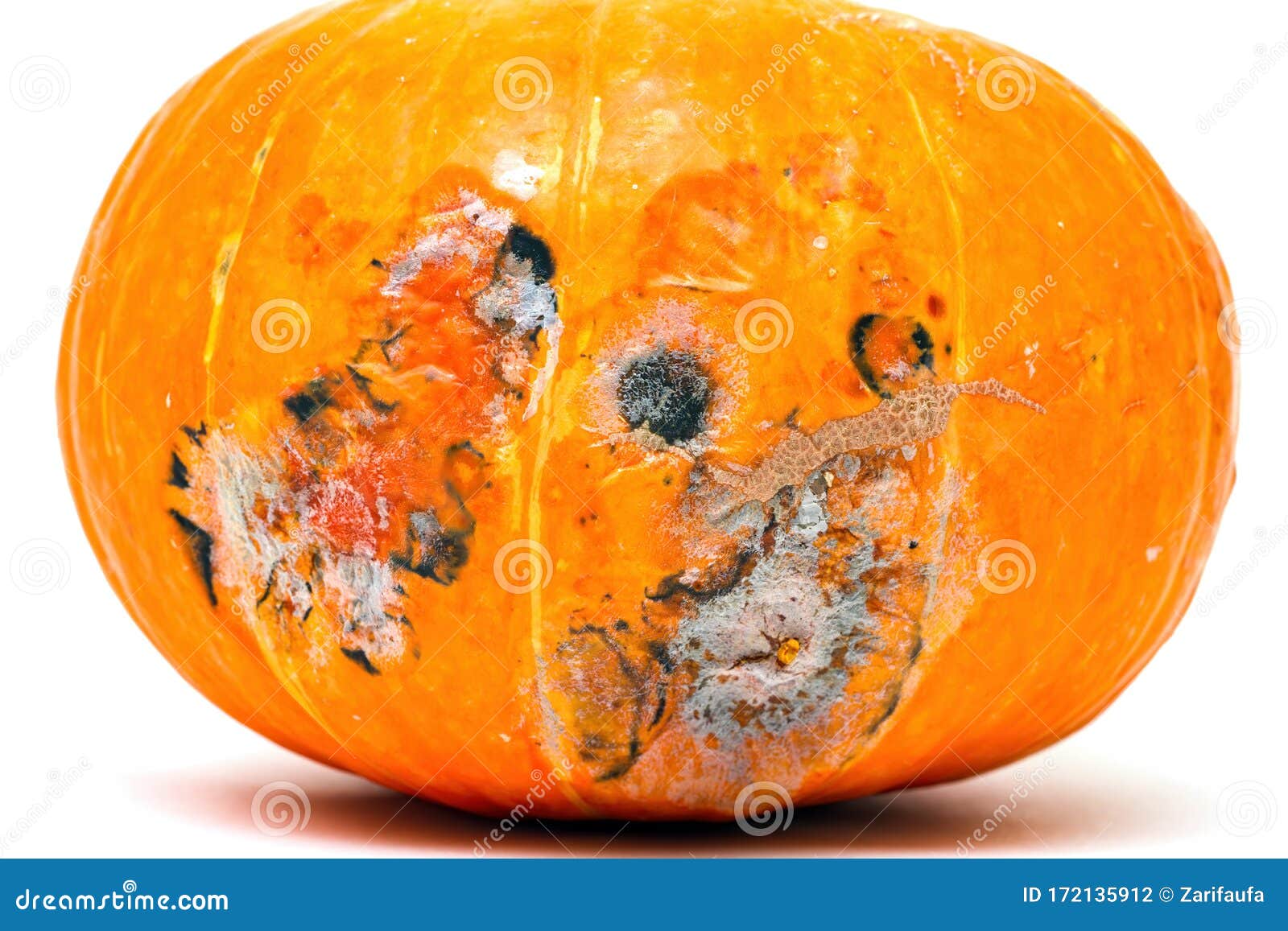 photographer image clipart pumpkin