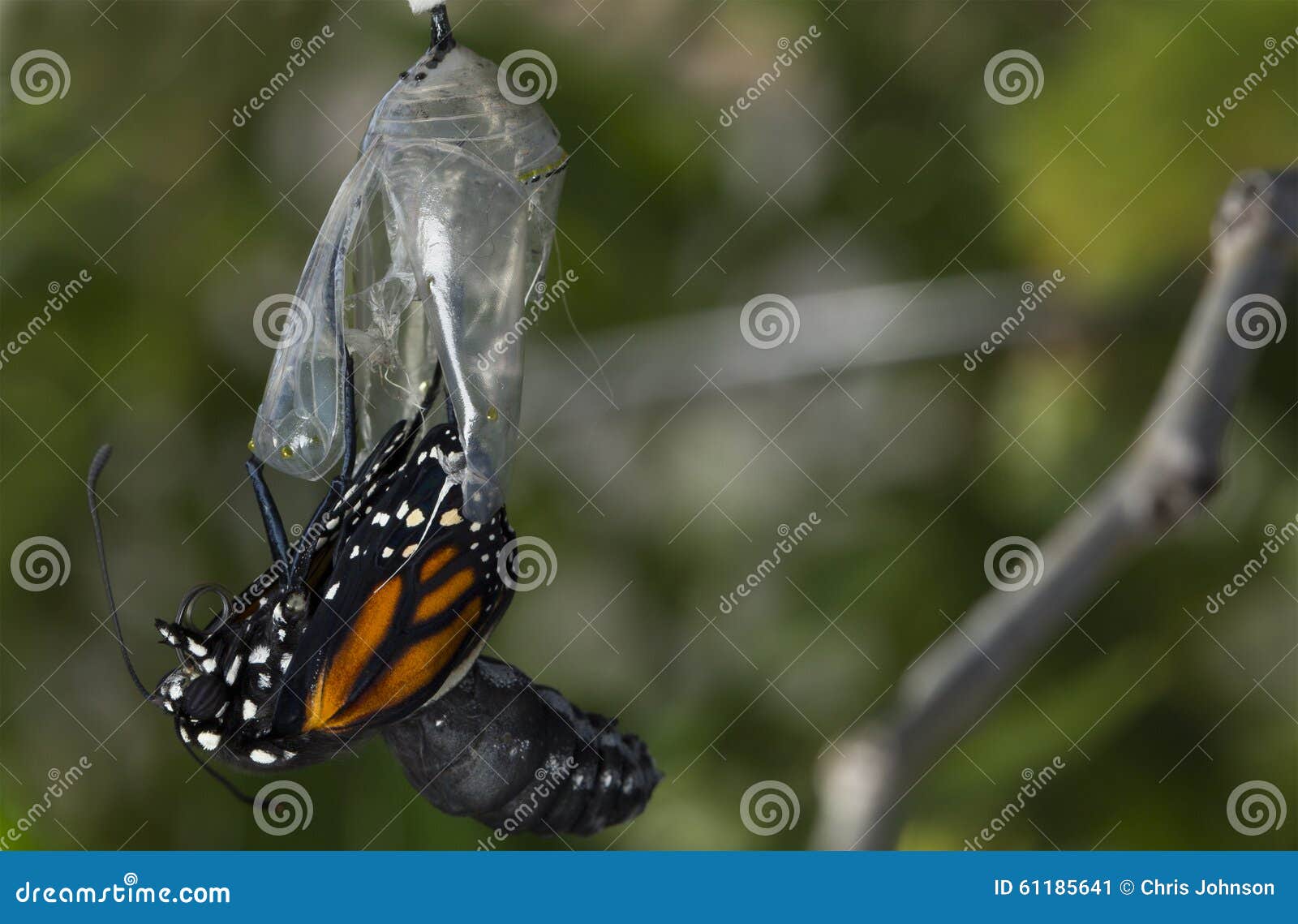 close up of monarch butterfly emerging cocoon