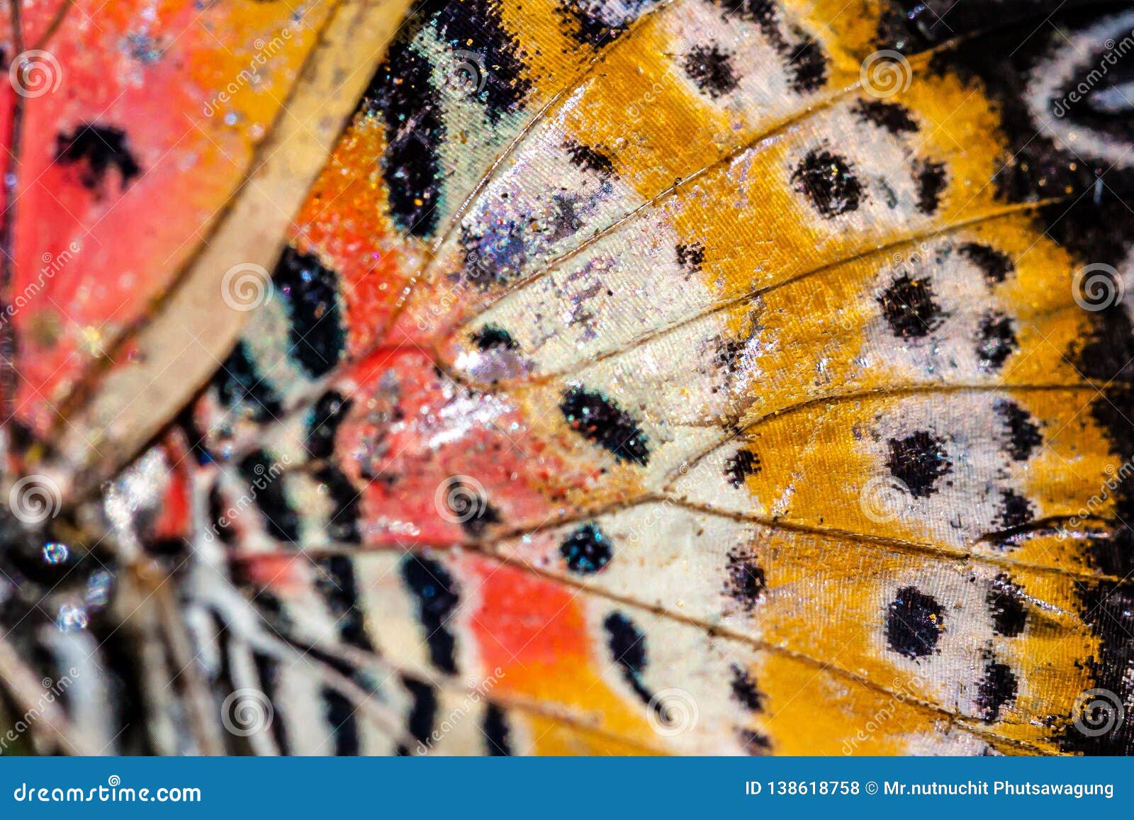 Close Up of an Monarch Butterfly Wing.selective Focus Stock Photo