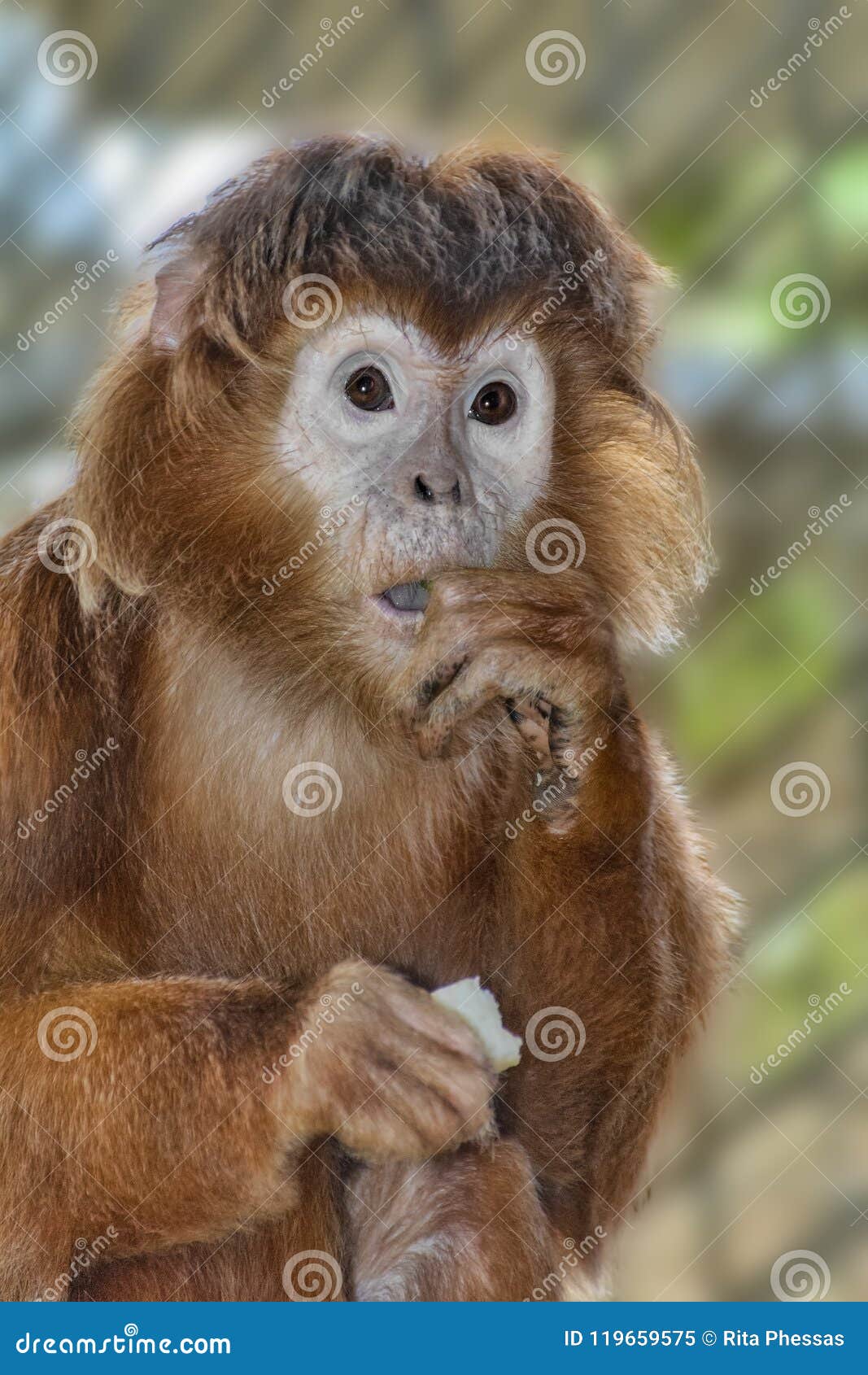 Hair Blower GIF  Hair Blower Monkey  Discover  Share GIFs