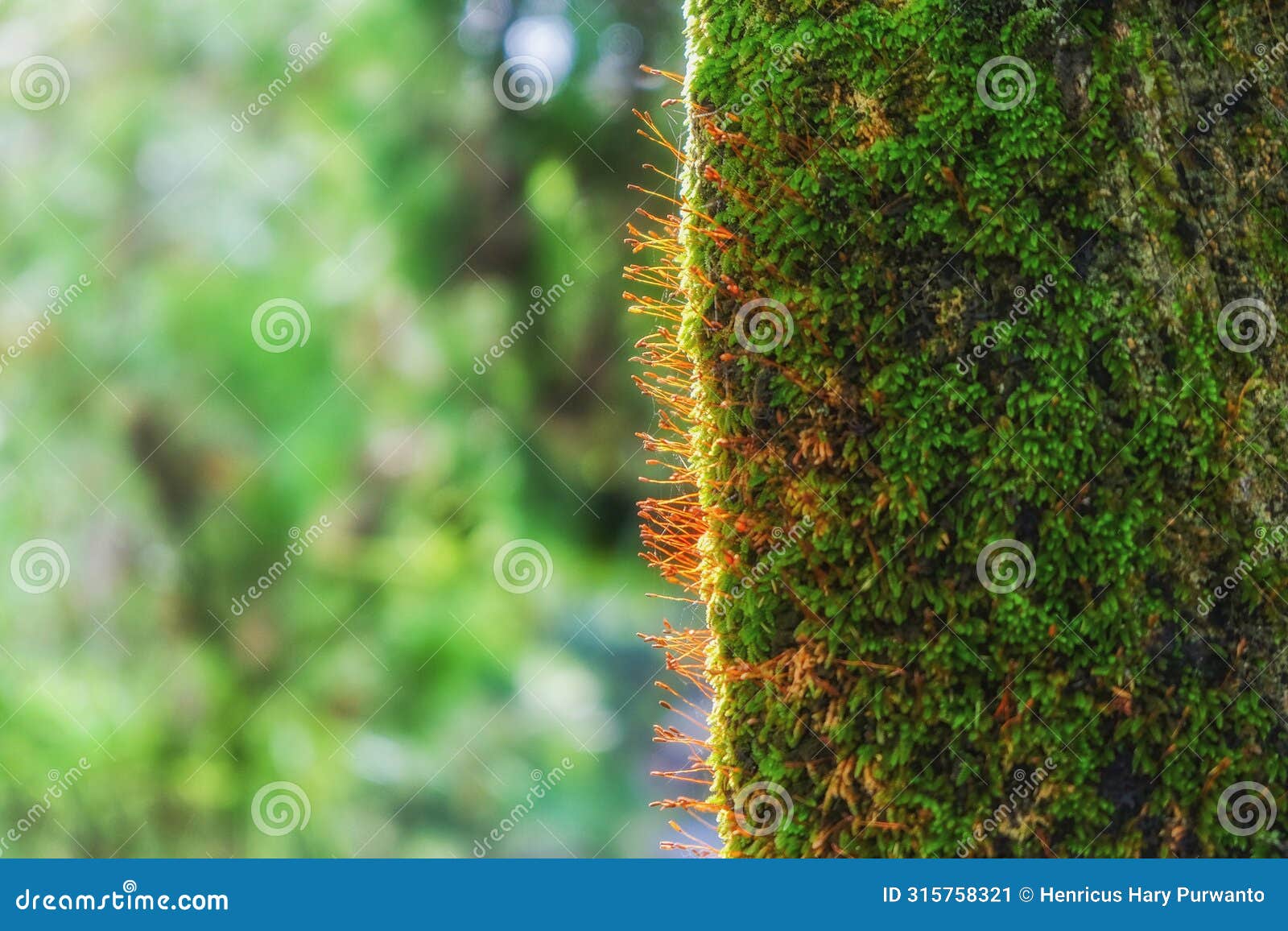 close up of moss plant sporophyte on host tree trunk