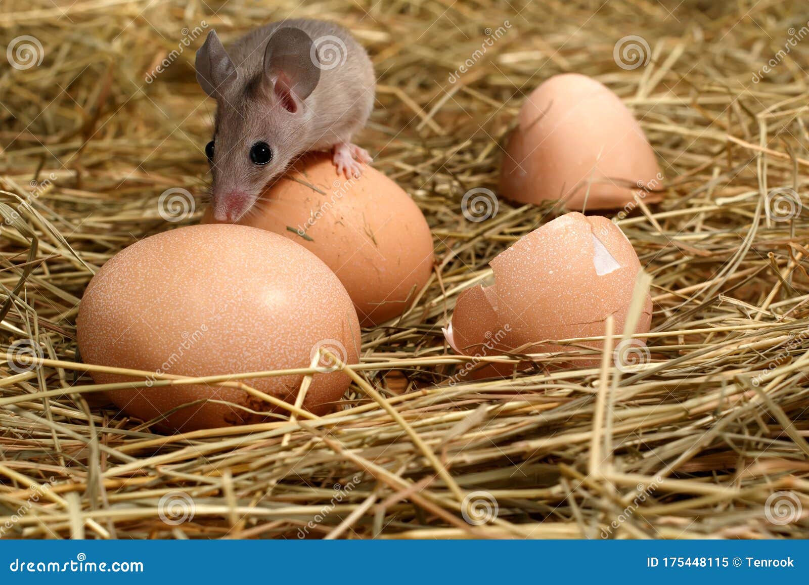 Closeup the Mouse on Top of Hens Egg in the Chicken Coop on the Straw