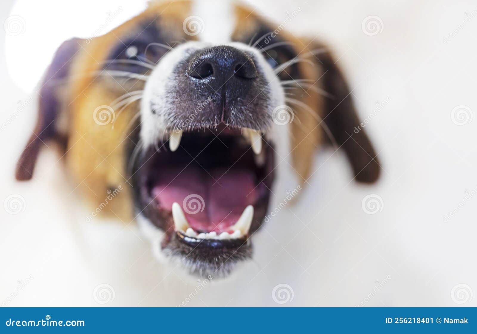 Closeup of the Mouth of a Barking Jack Russell Terrier on a Light