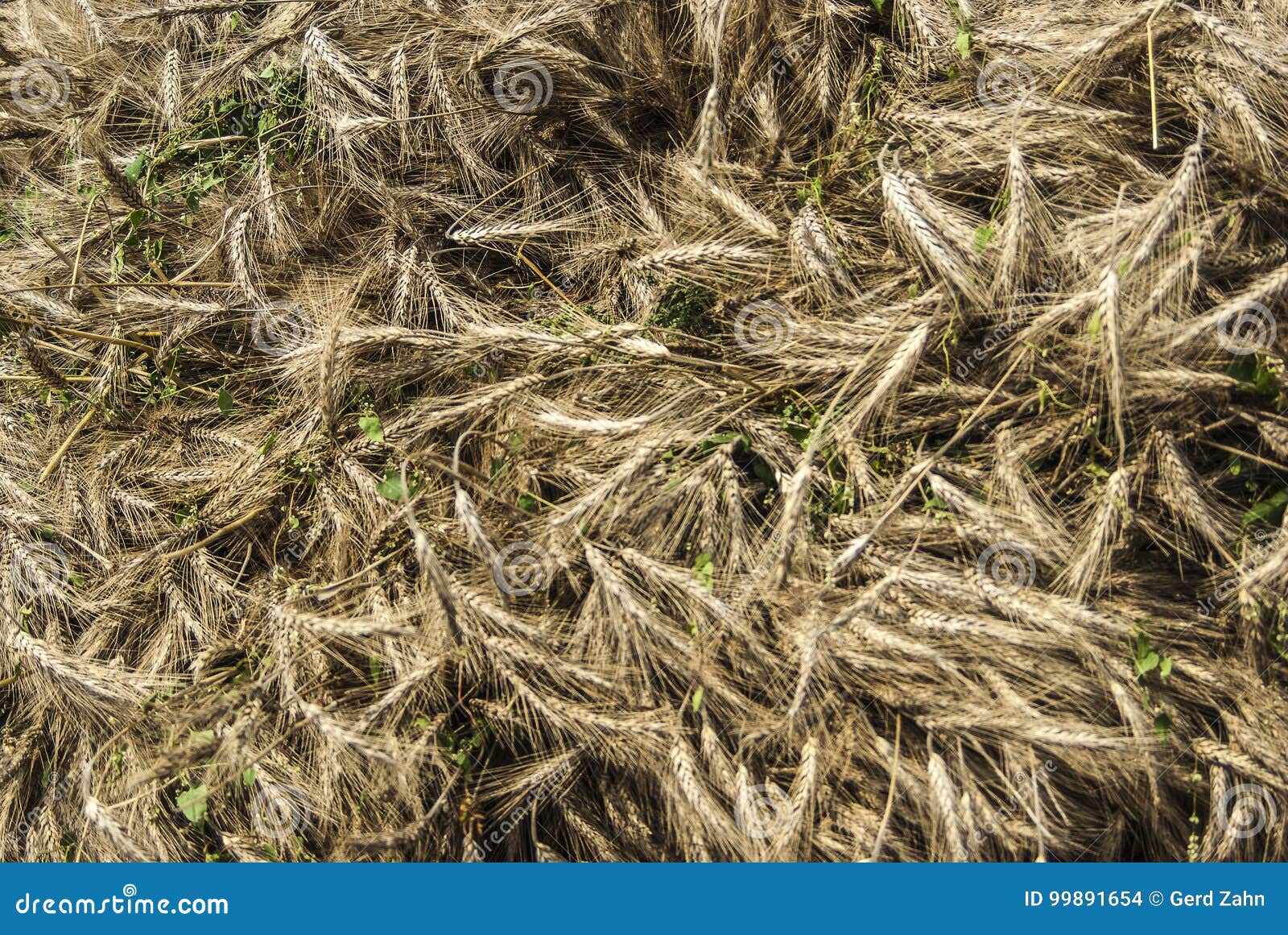 close up of mown triticale on a cart which has been organically grown prior to threshing