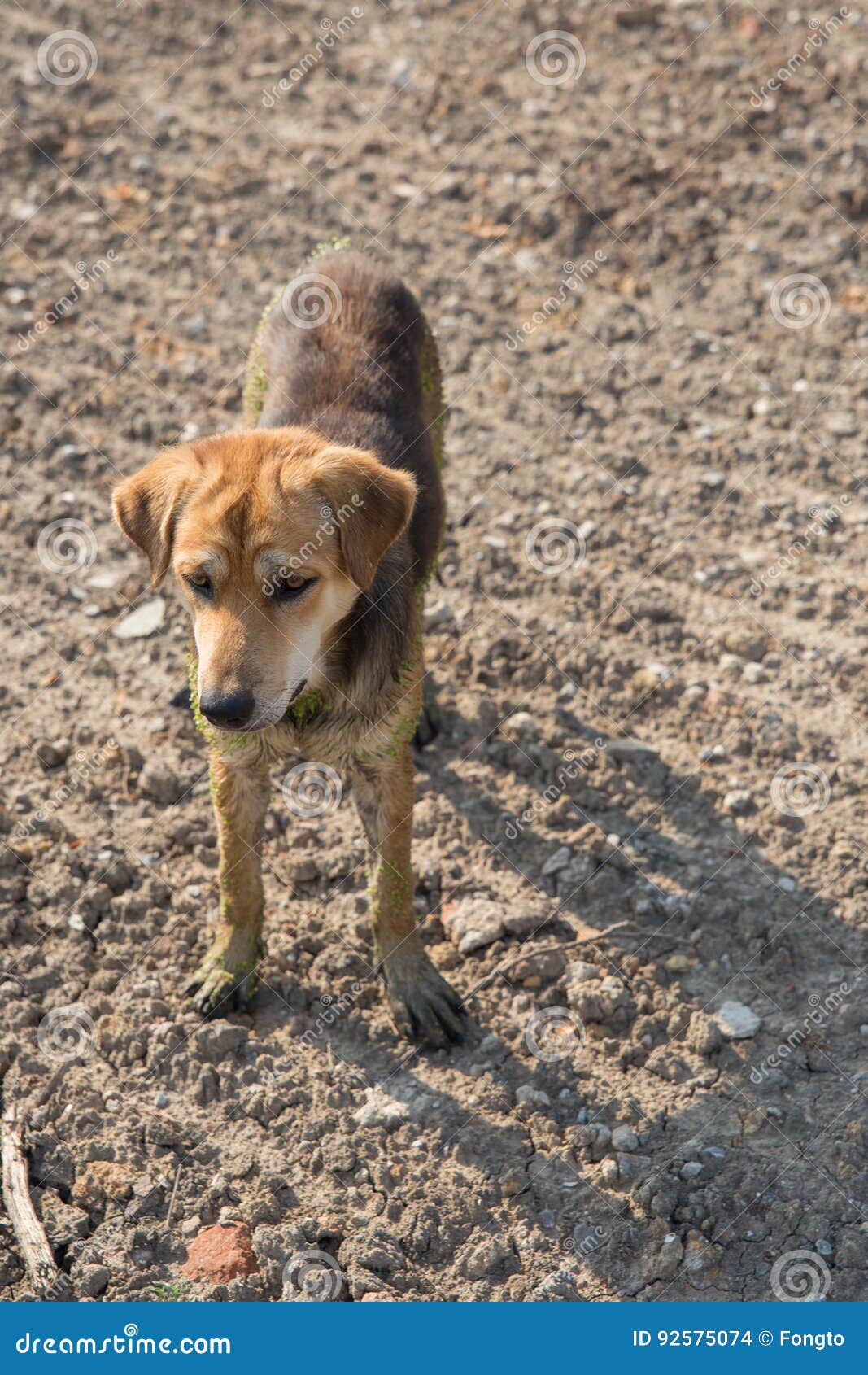 Close Up Muddy, and Wet Dog Stock Photo Image of spring, animal 92575074