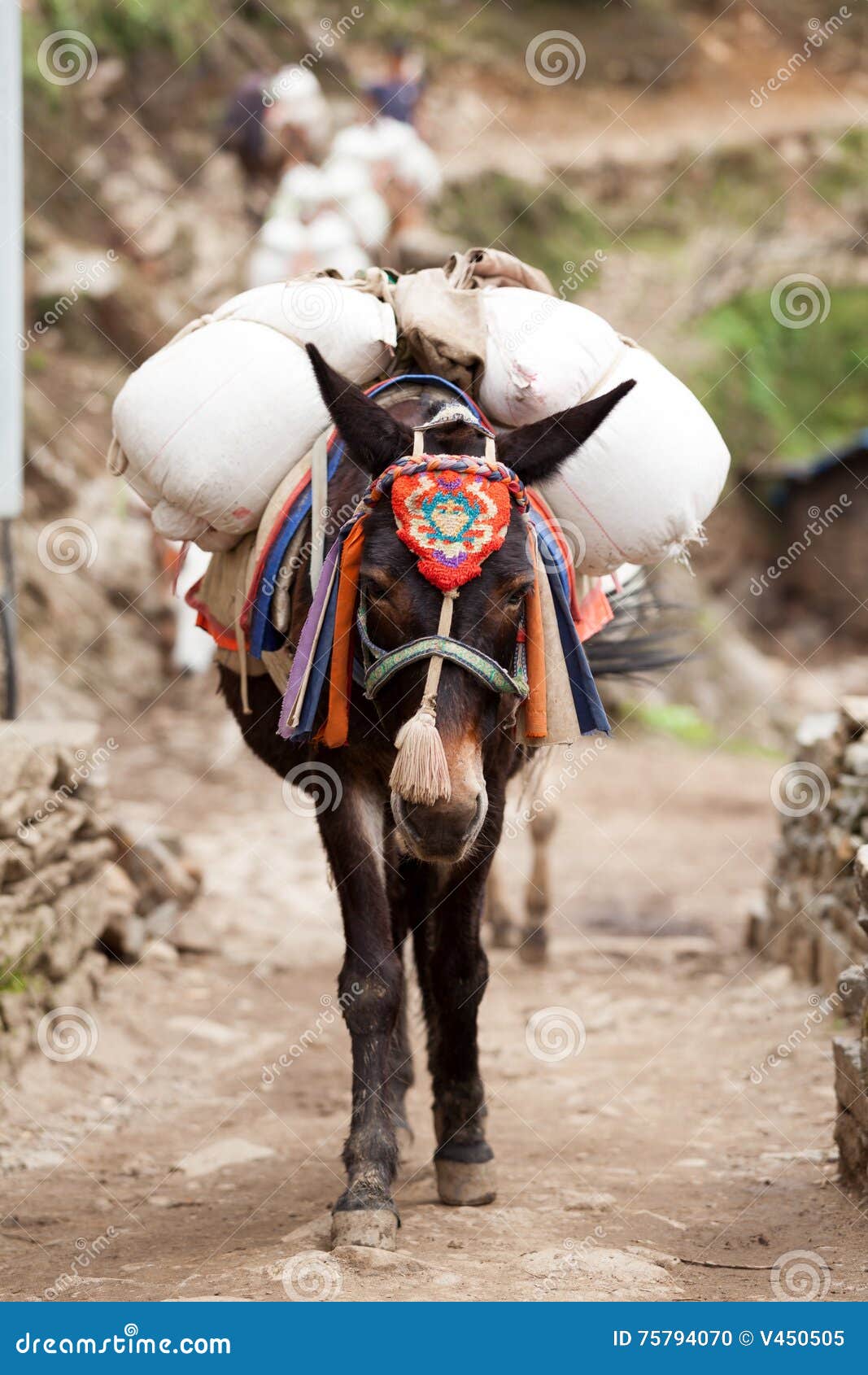 close-up of an mule caravan, dudh kosi valley, solu khumbu, nepal