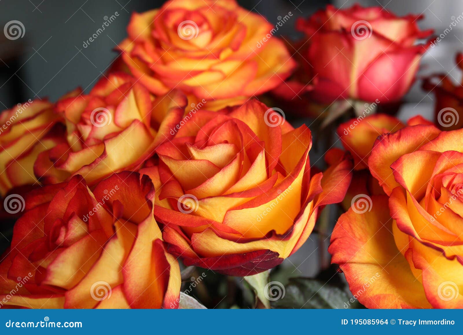 Yellow Roses With Red Tips | ccelrecreo.com