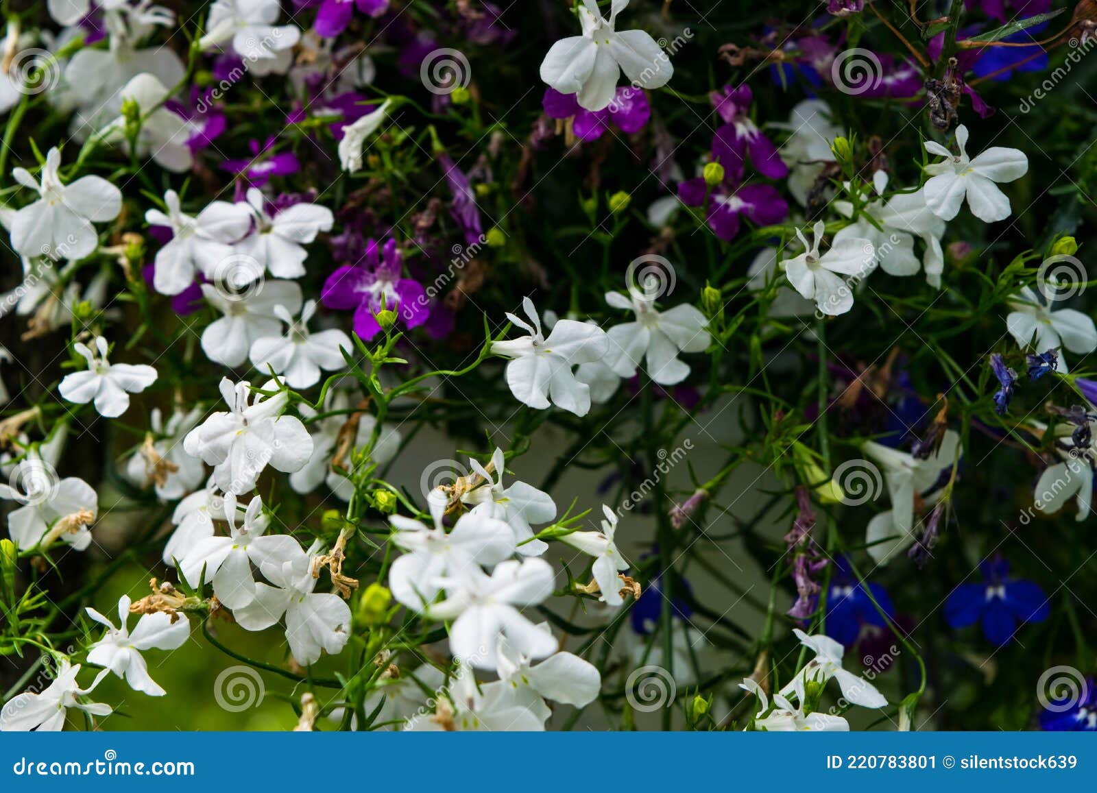 Close Up of a Multicolored Edging Lobelia Plant, with Its Distinctive