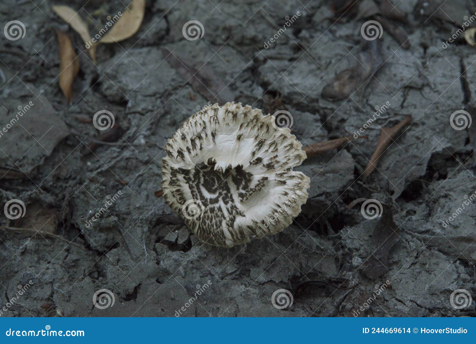 Closeup Mushroom Cap of Yellowstaining Mushroom on the Dry Grey