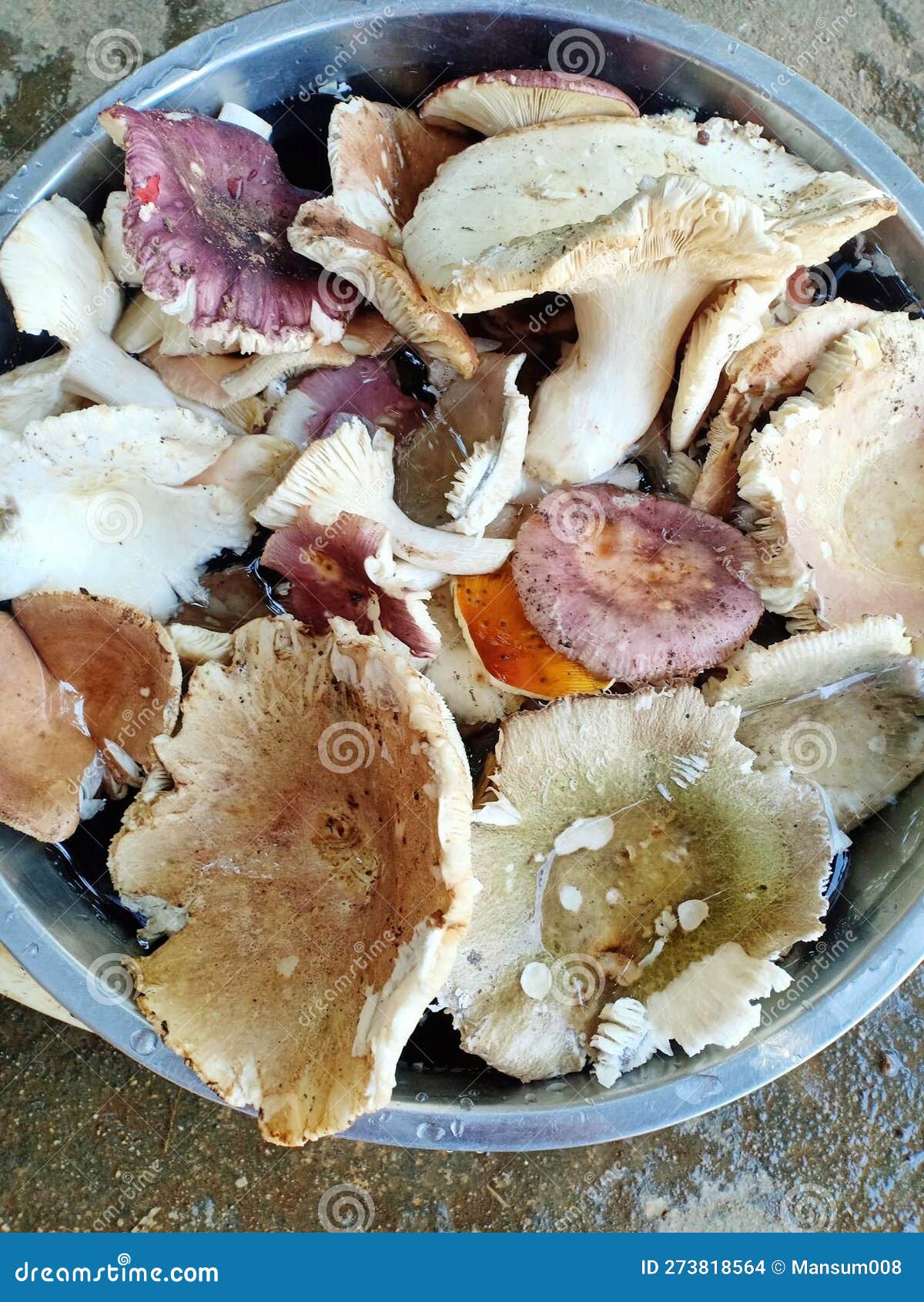 Mushrooms for cooking stock photo. Image of fungi, eating 273818564
