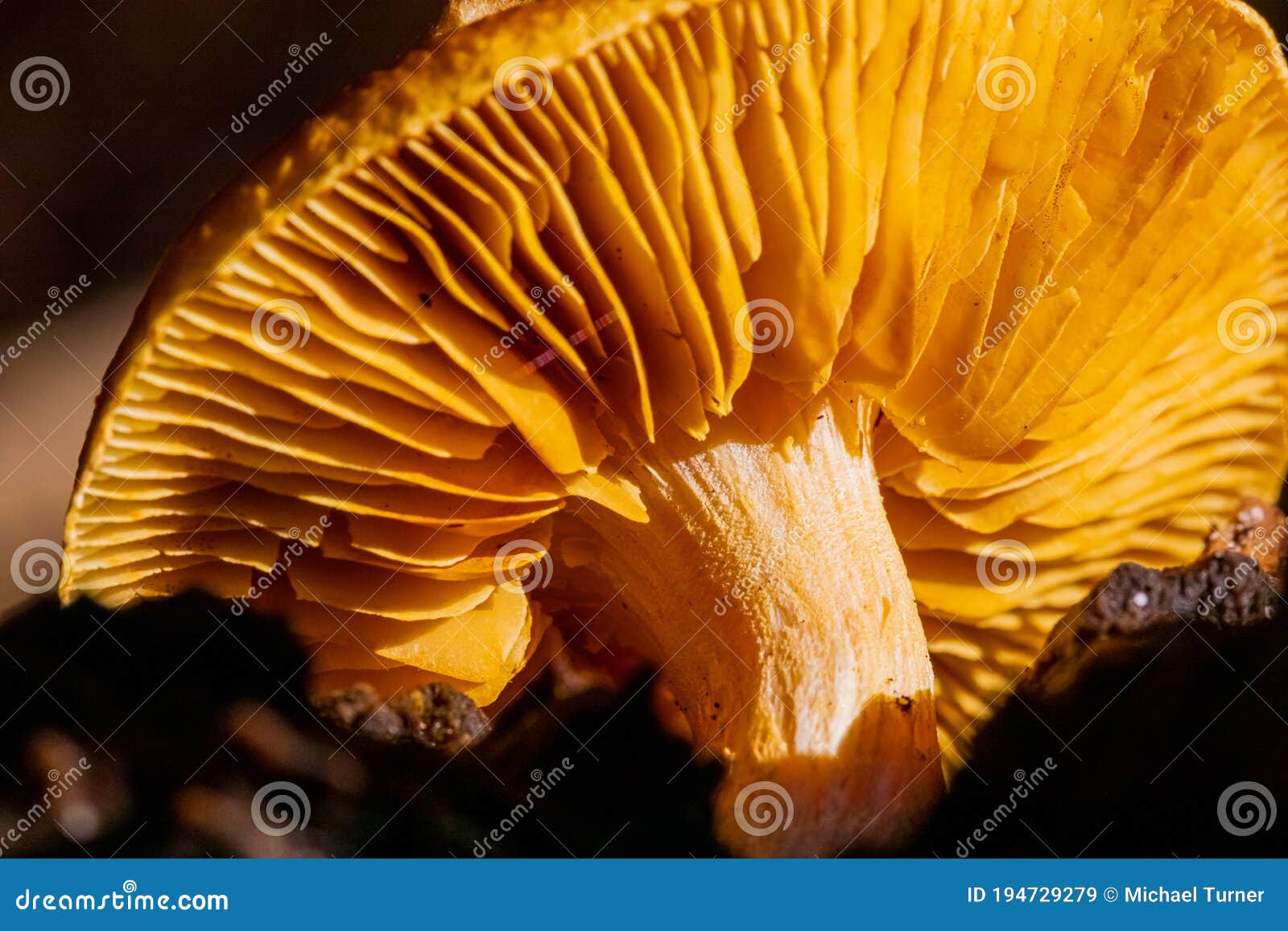 close-up mushrooms in a pine forest plantation in tokai forest cape town