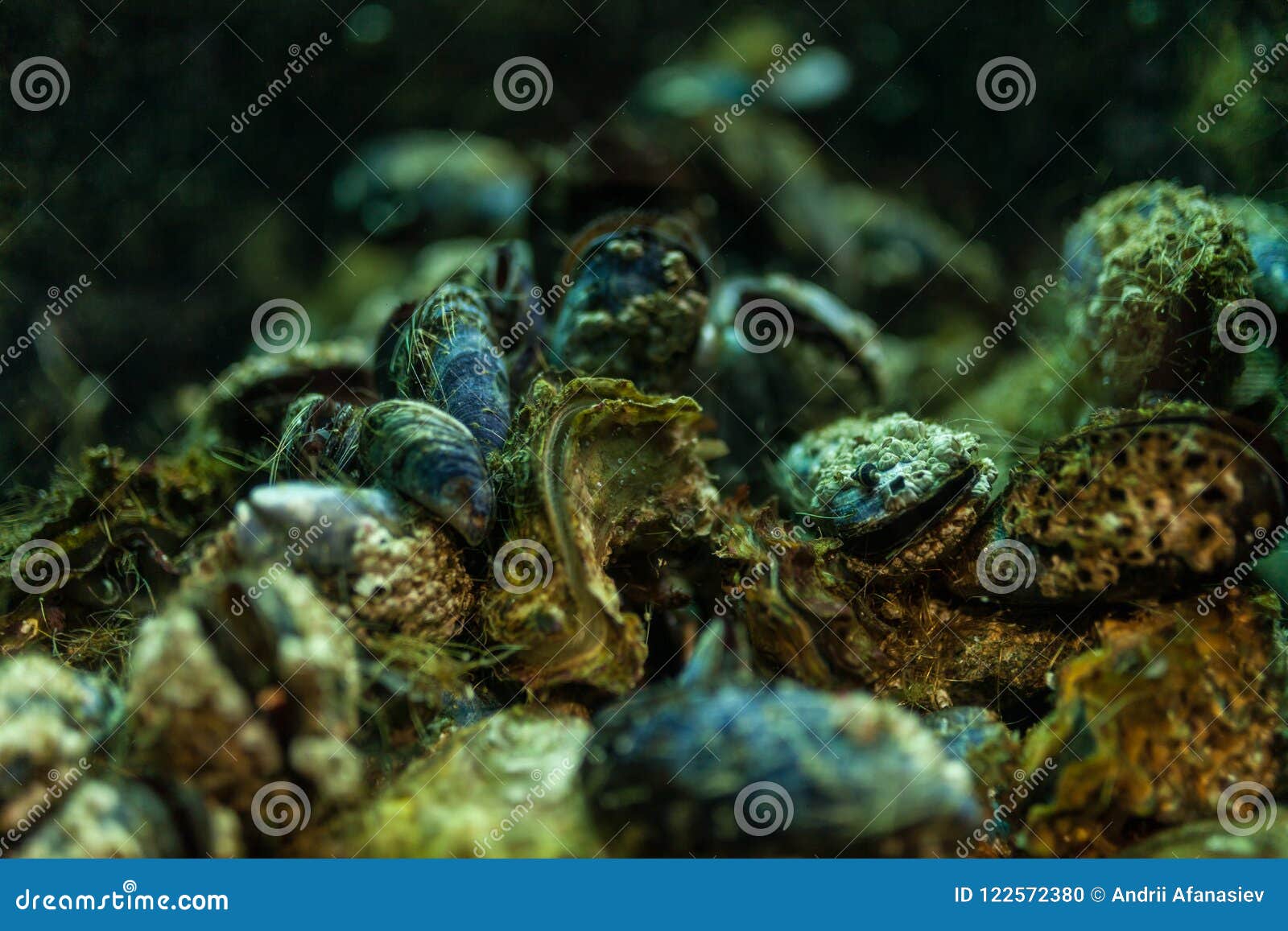 Close Up Mussel Background Underwater in the Aquarium Stock Photo