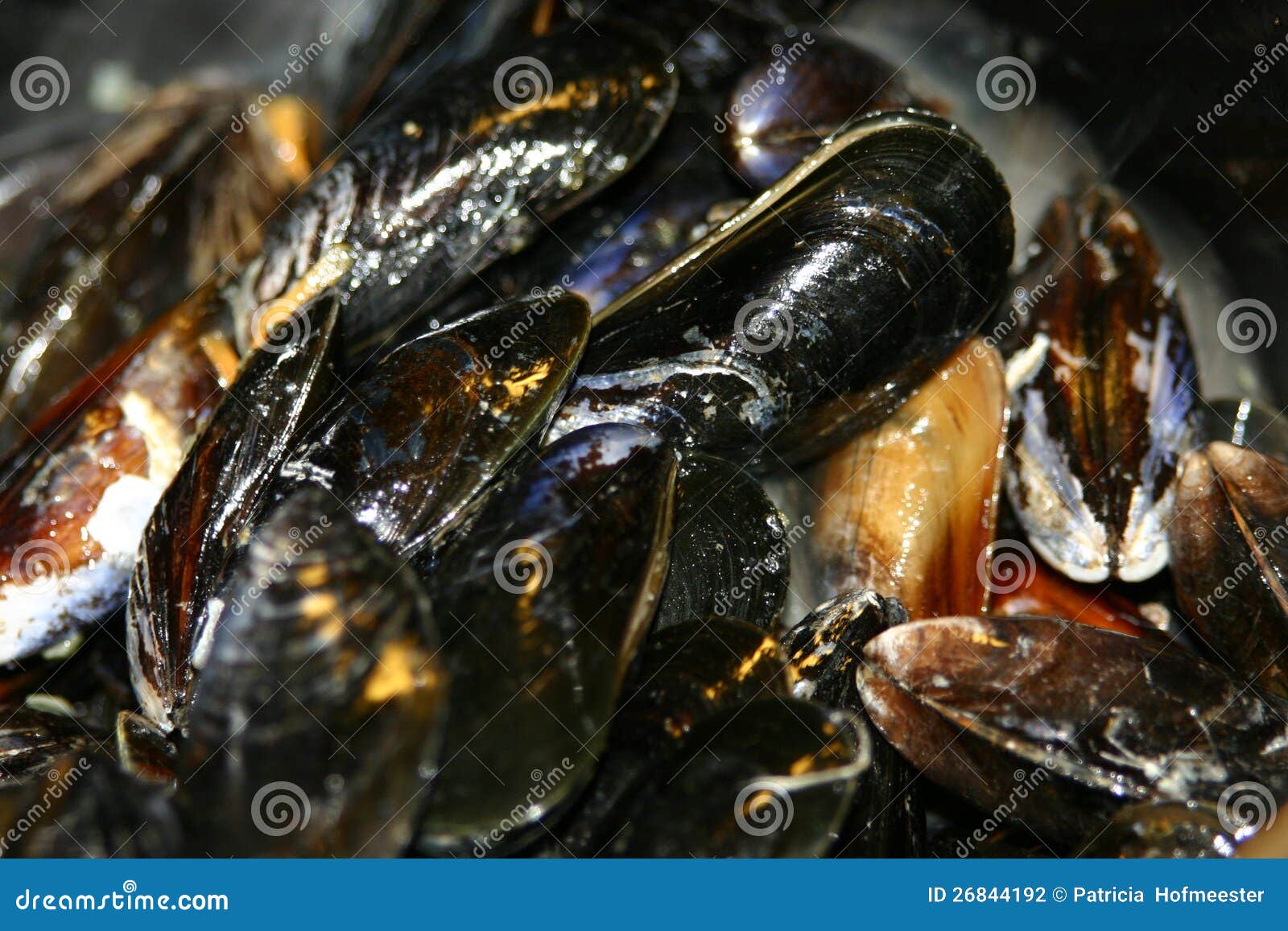 Close up of mussels stock photo. Image of health, baked 26844192