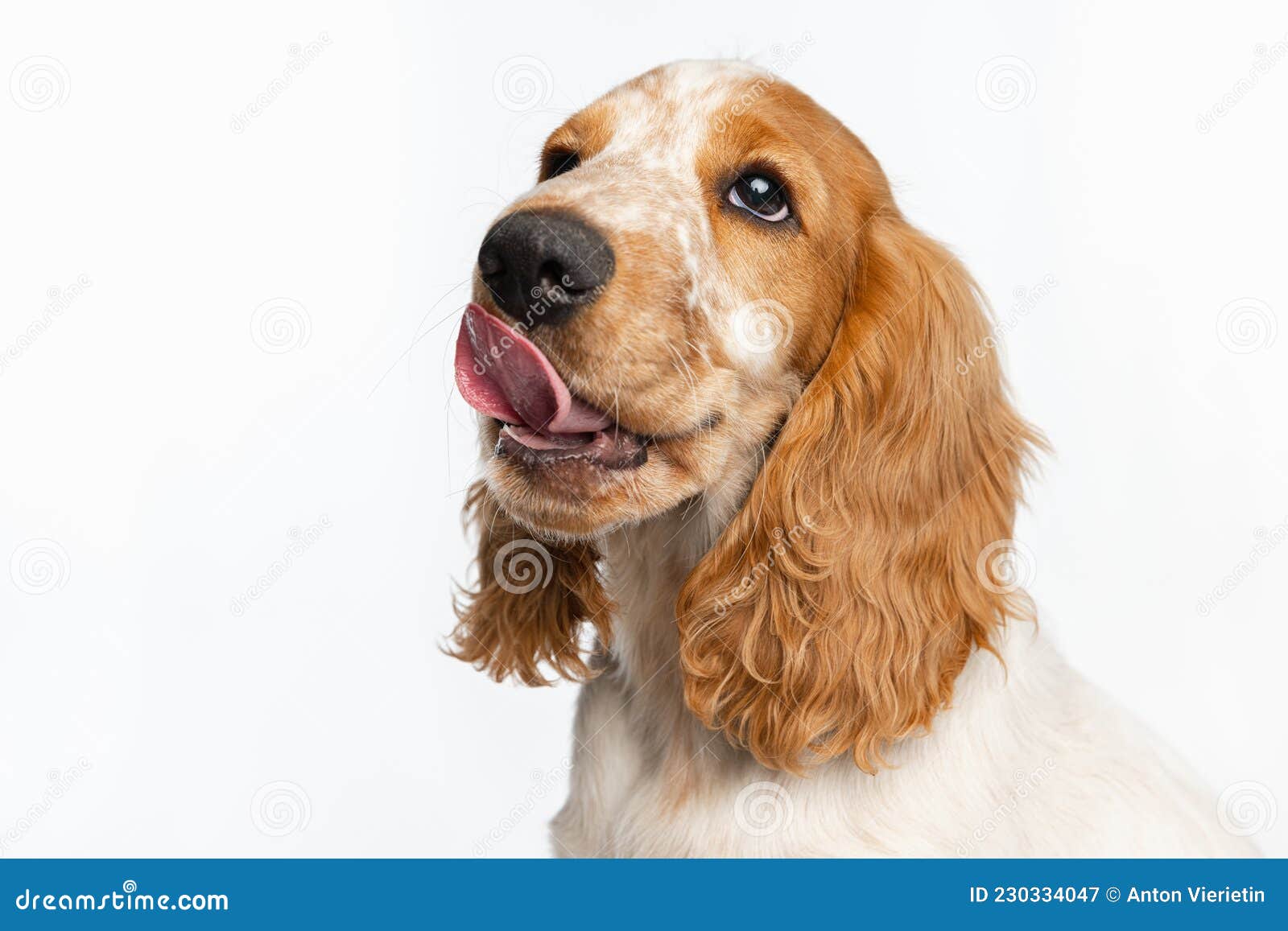cocker spaniel muzzle