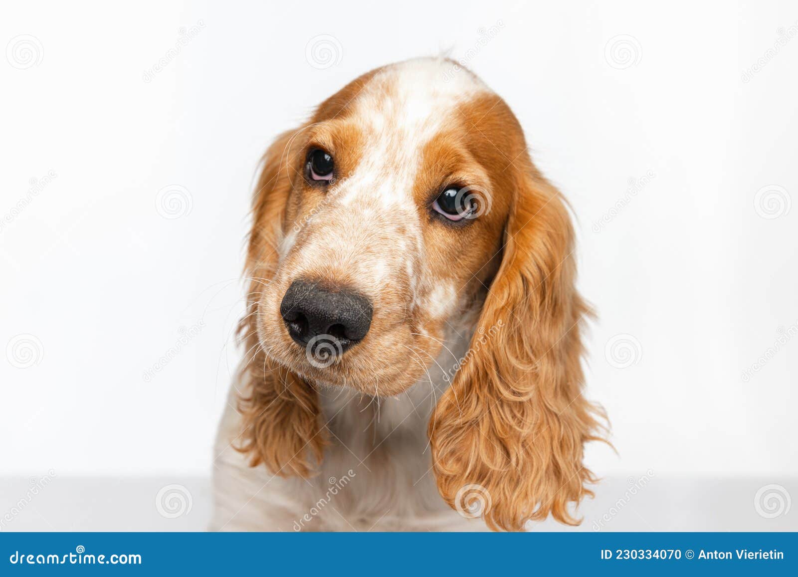 cocker spaniel muzzle