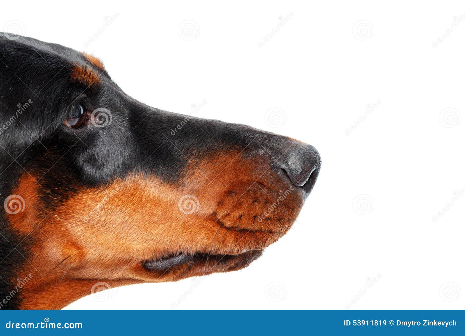 Close up of muzzle by dog. Intent glance. Close up of muzzle of dog in profile that on isolated white background