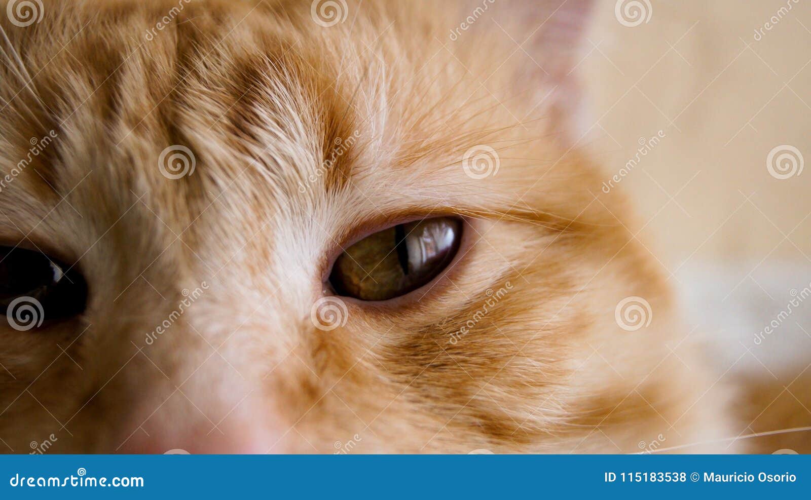 cat eyes closeup gato