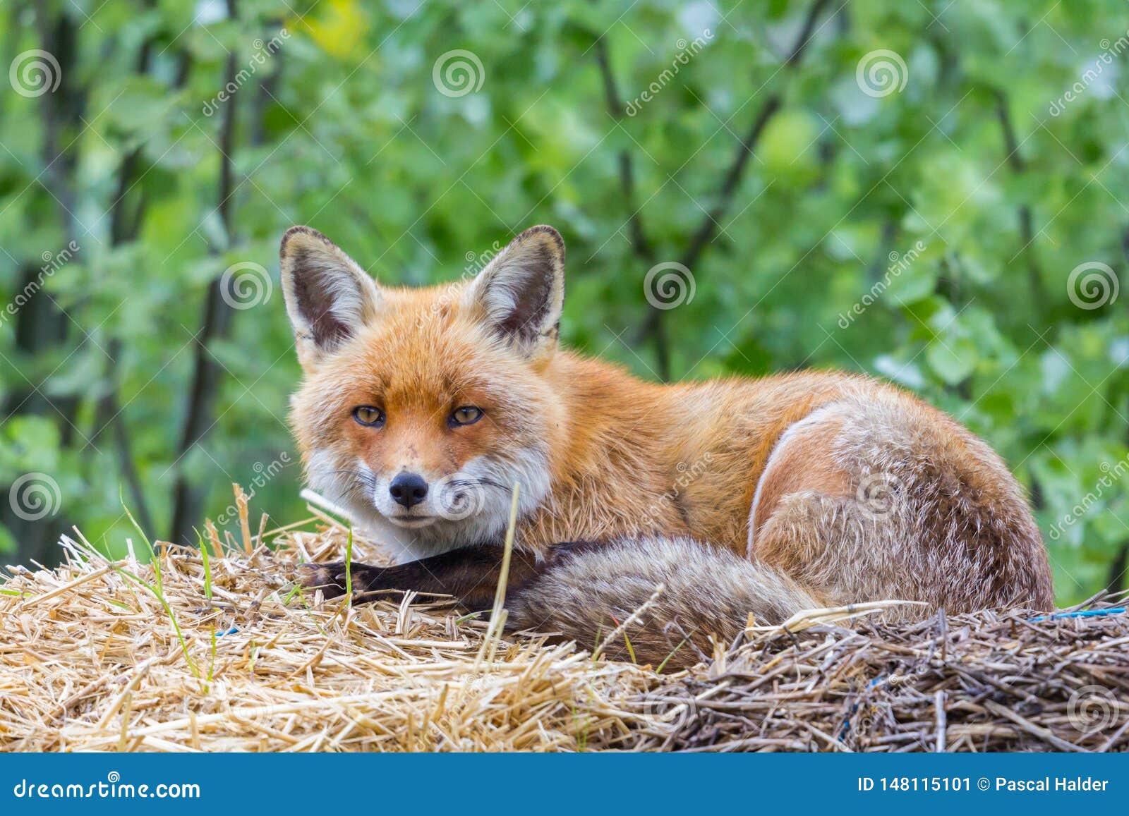close-up red fox vulpes on straw