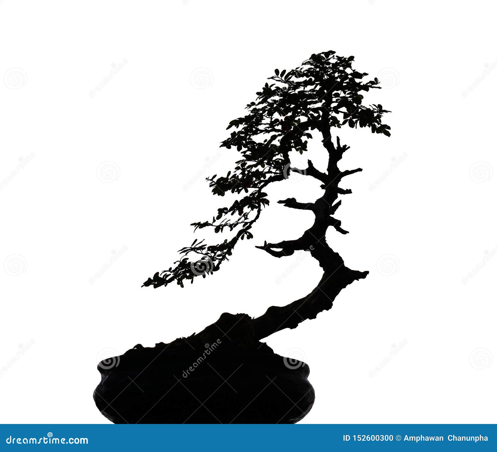 Photo Silhouette Of Nature Black Bonsai Tree Isolated On White Background With Clipping Path Stock Photo Image Of Leaf Hobby 152600300