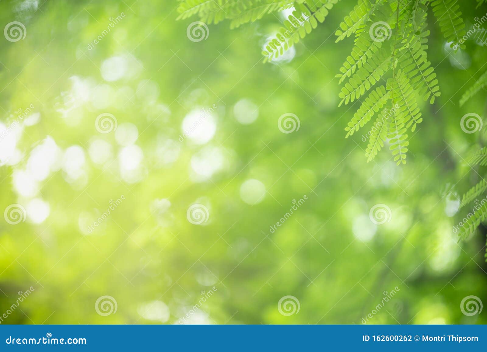 Close Up of Nature View Green Leaf on Blurred Greenery Background Under  Sunlight with Bokeh and Copy Space Using As Background Stock Photo - Image  of ecology, environmental: 162600262