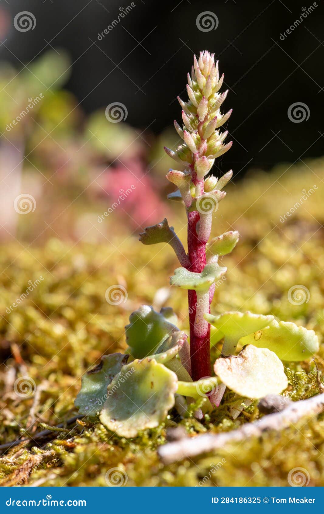 navelwort (umbilicus rupestris