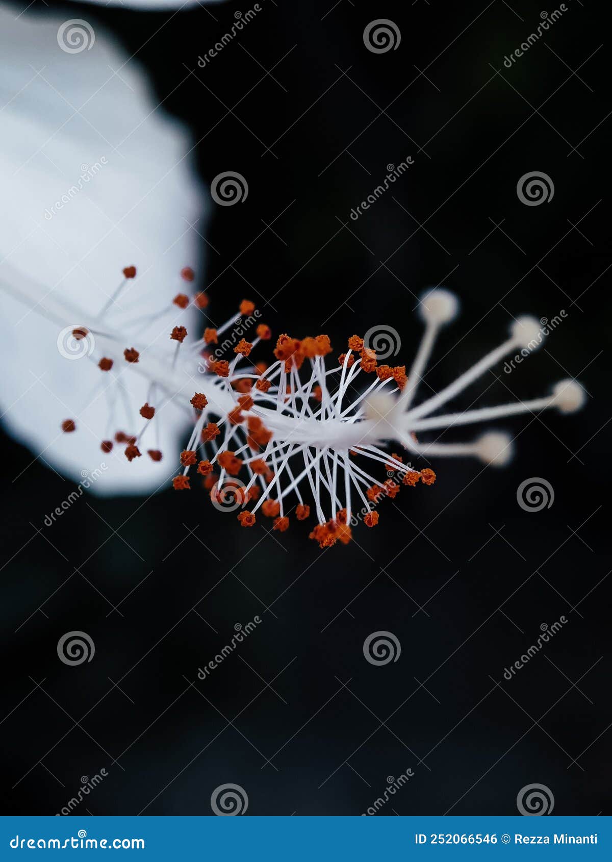 Close Up of the Nectar of Charming White Hibiscus Flowers Stock Photo Image of nectar, blossom