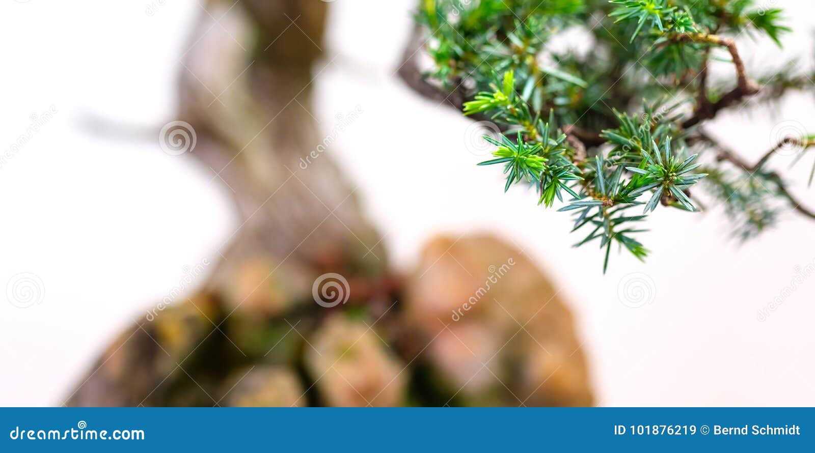 Close Up of Needles of a Juniper Bonsai Tree Stock Image Image of