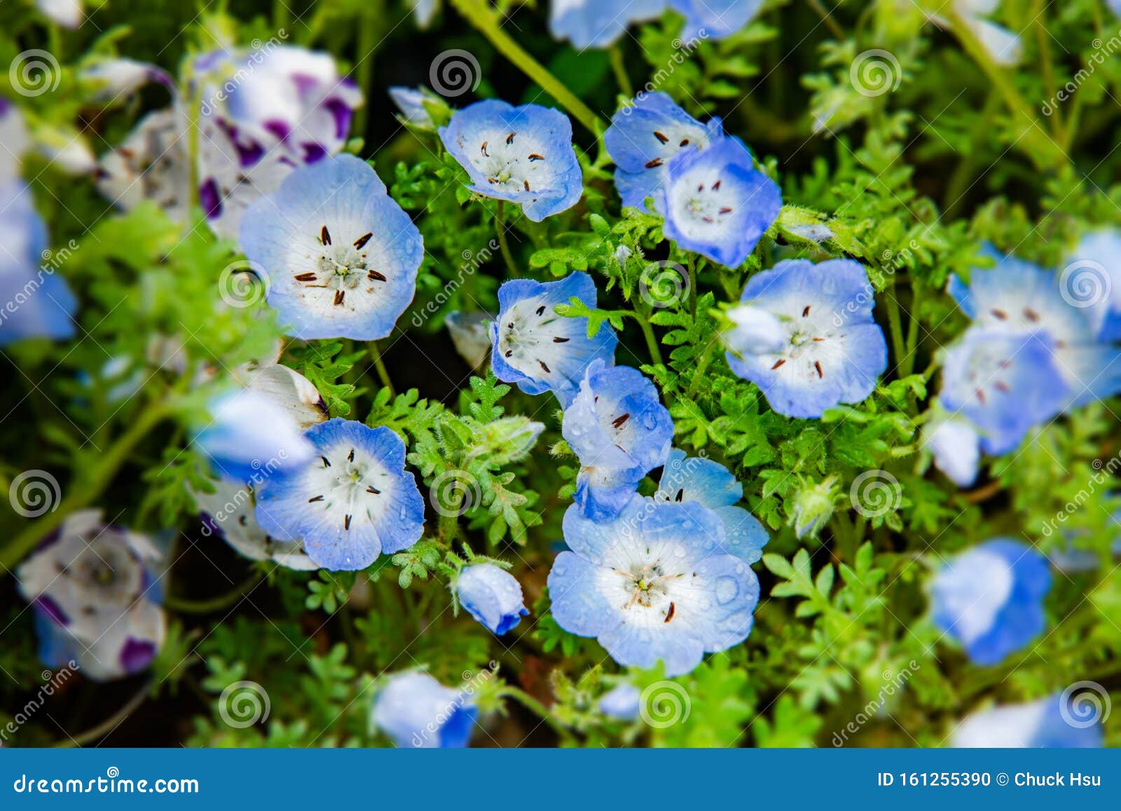 Close Up Of Nemophila Menziesii Baby Blue Eyed Flower Stock Photo Image Of Grass Beautiful Close Up Of Nemophila Menziesii Baby Blue Eyed Flower Stock Photo Image Of Grass Beautiful