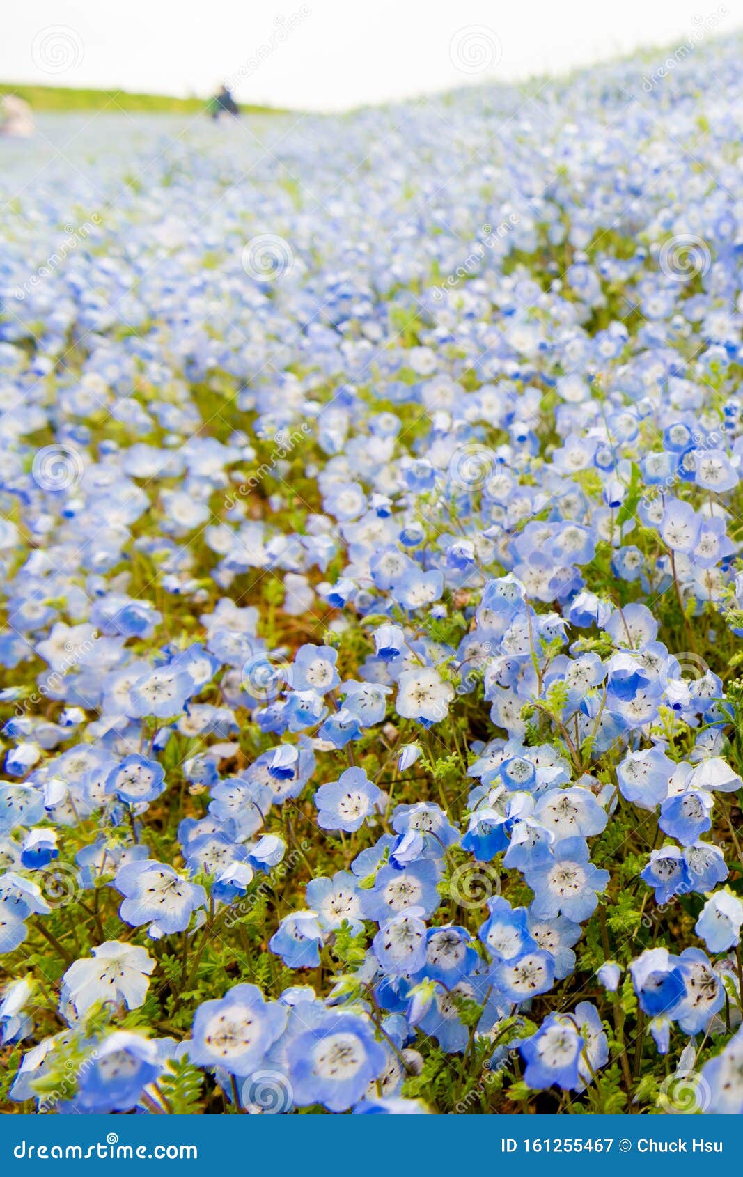 Close Up Of Nemophila Menziesii Baby Blue Eyed Flower Stock Image Image Of Area Blaue